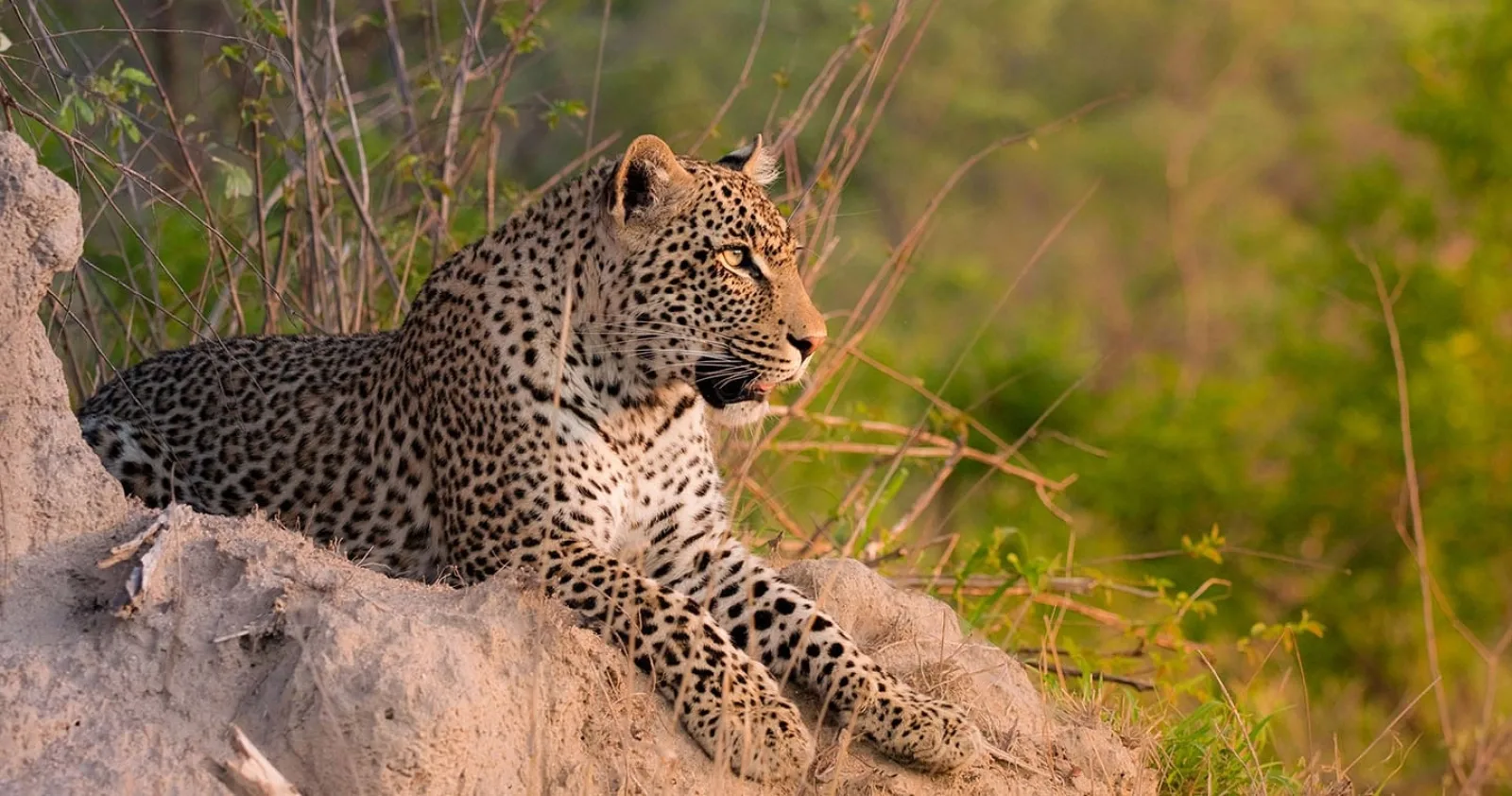 Big Five safari in Kruger National Park