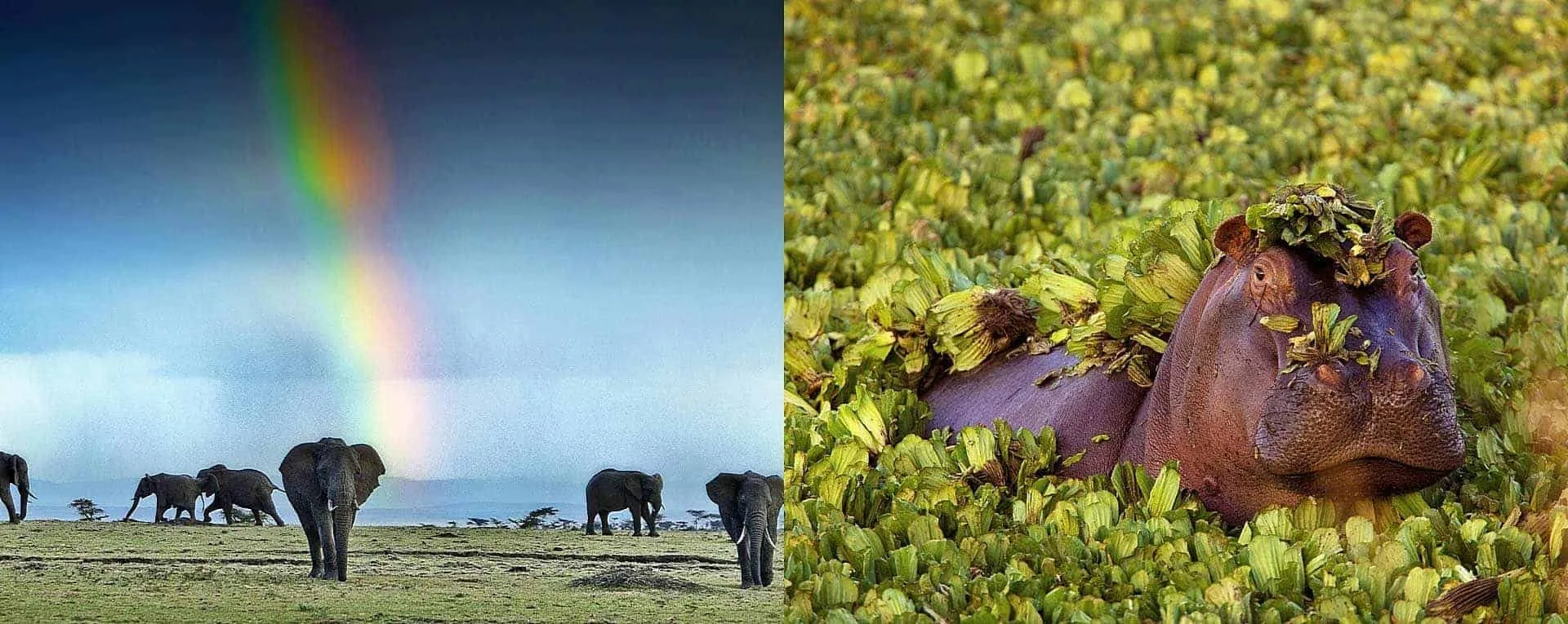 What is the best time for a African safari photography?