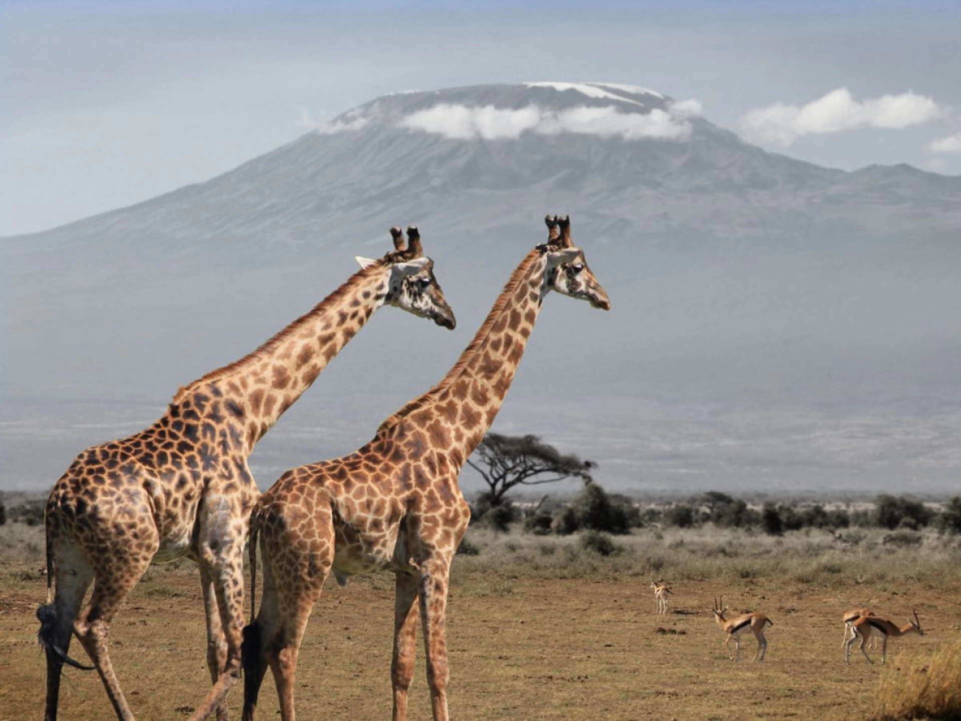 What is the best time of day to see giraffes on safari?