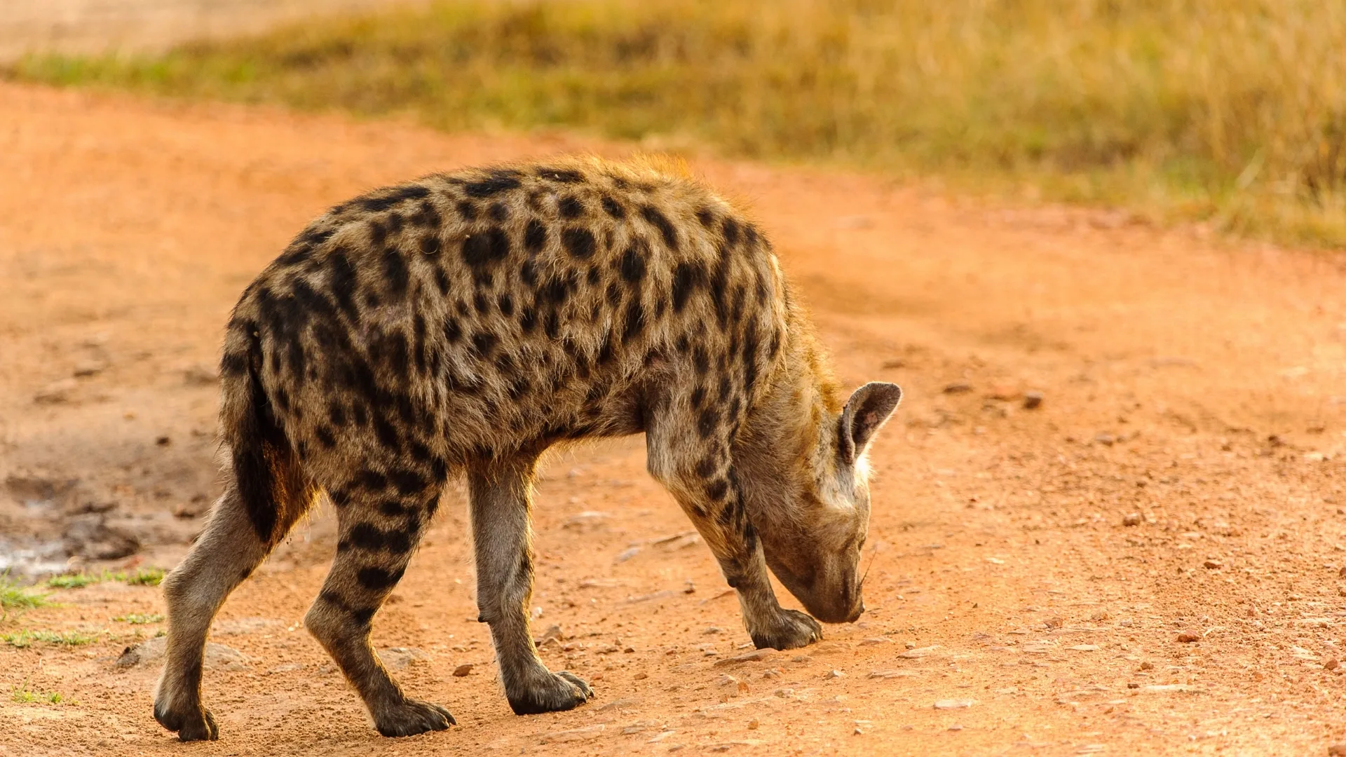 What is the best time of day to see hyenas on safari?