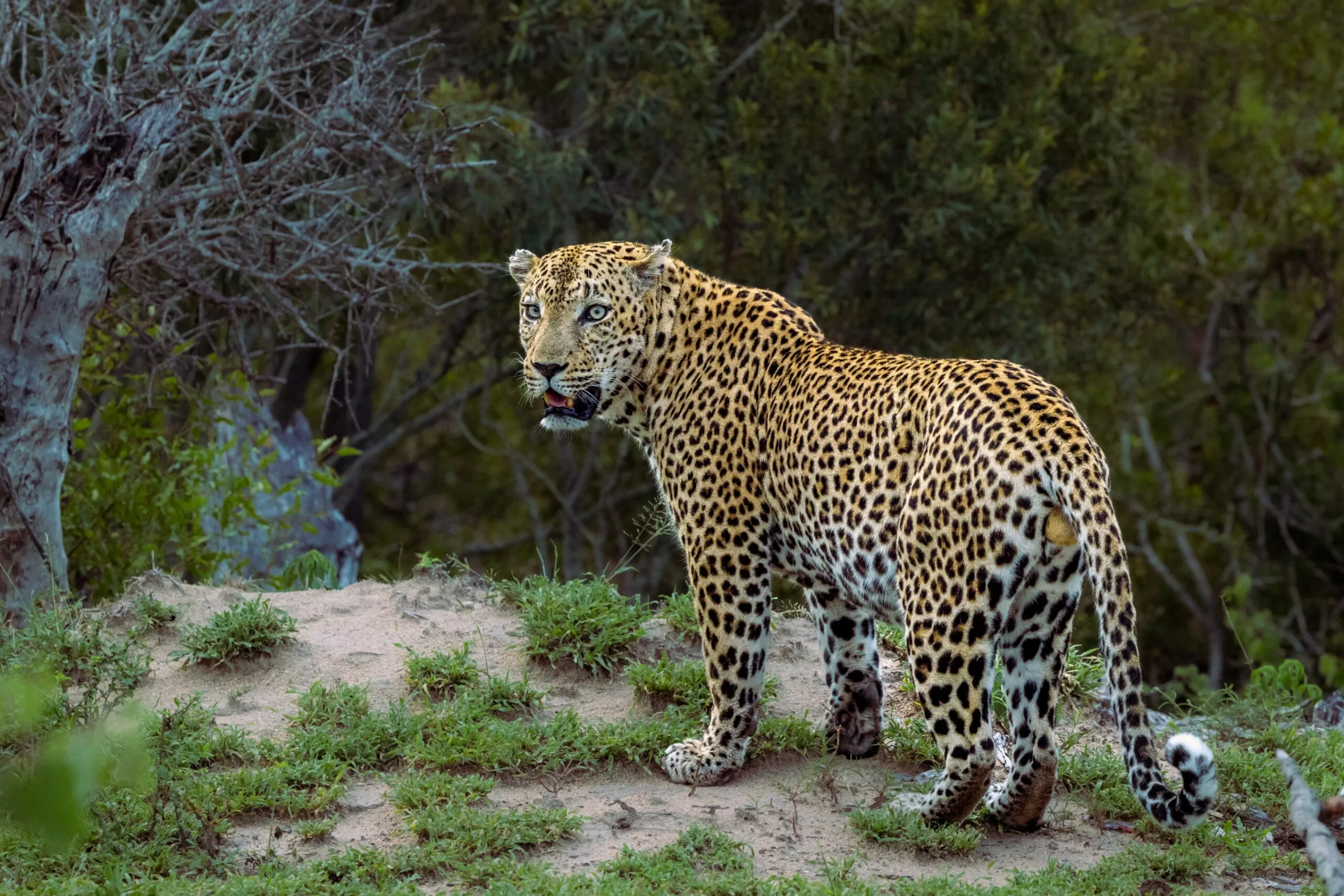 What is the best time of day to see leopards on safari?