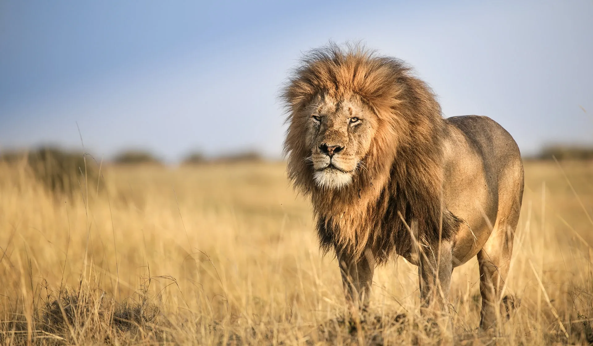 What is the best time of day to see lions on safari?