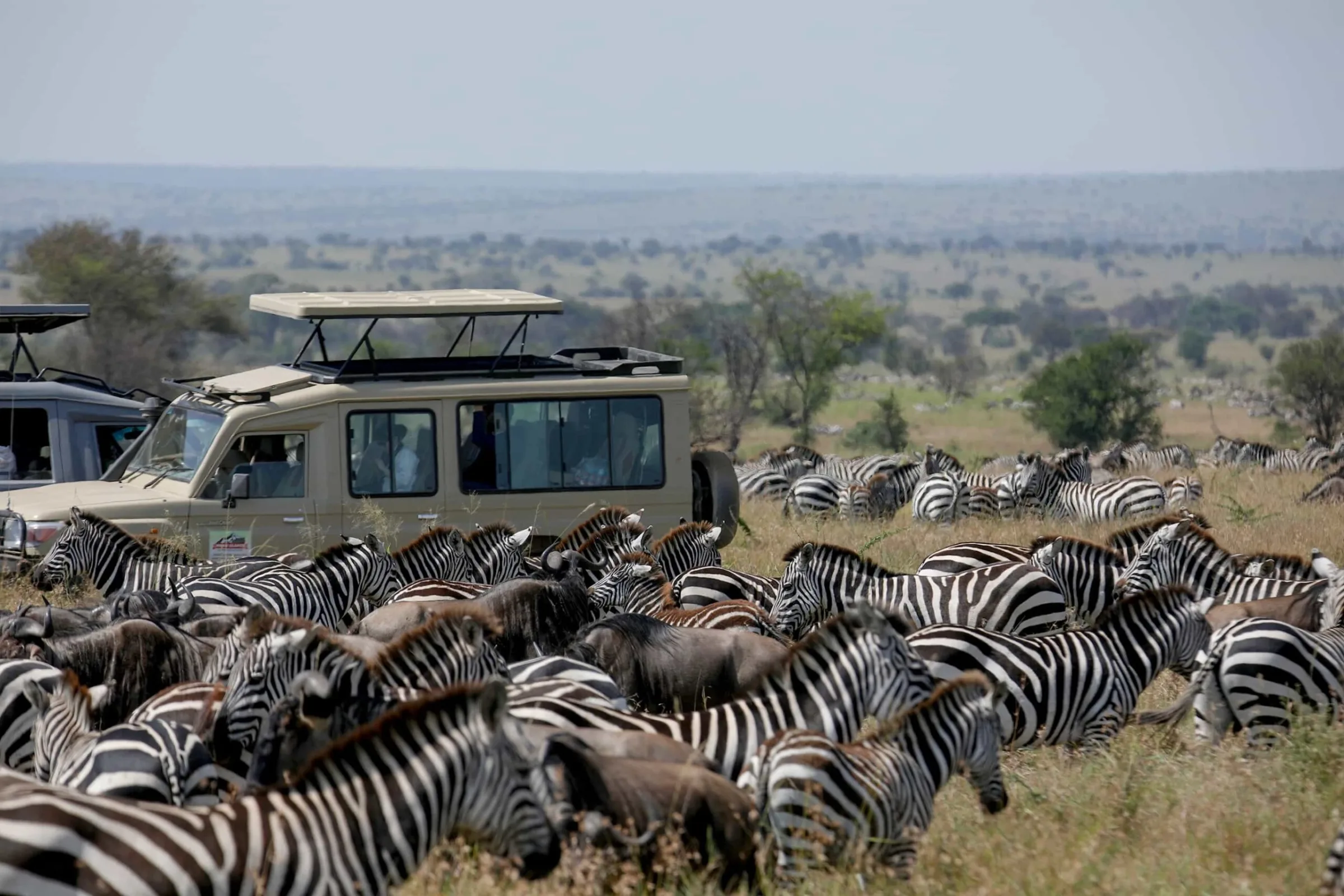What is the best time to see the Great Migration?