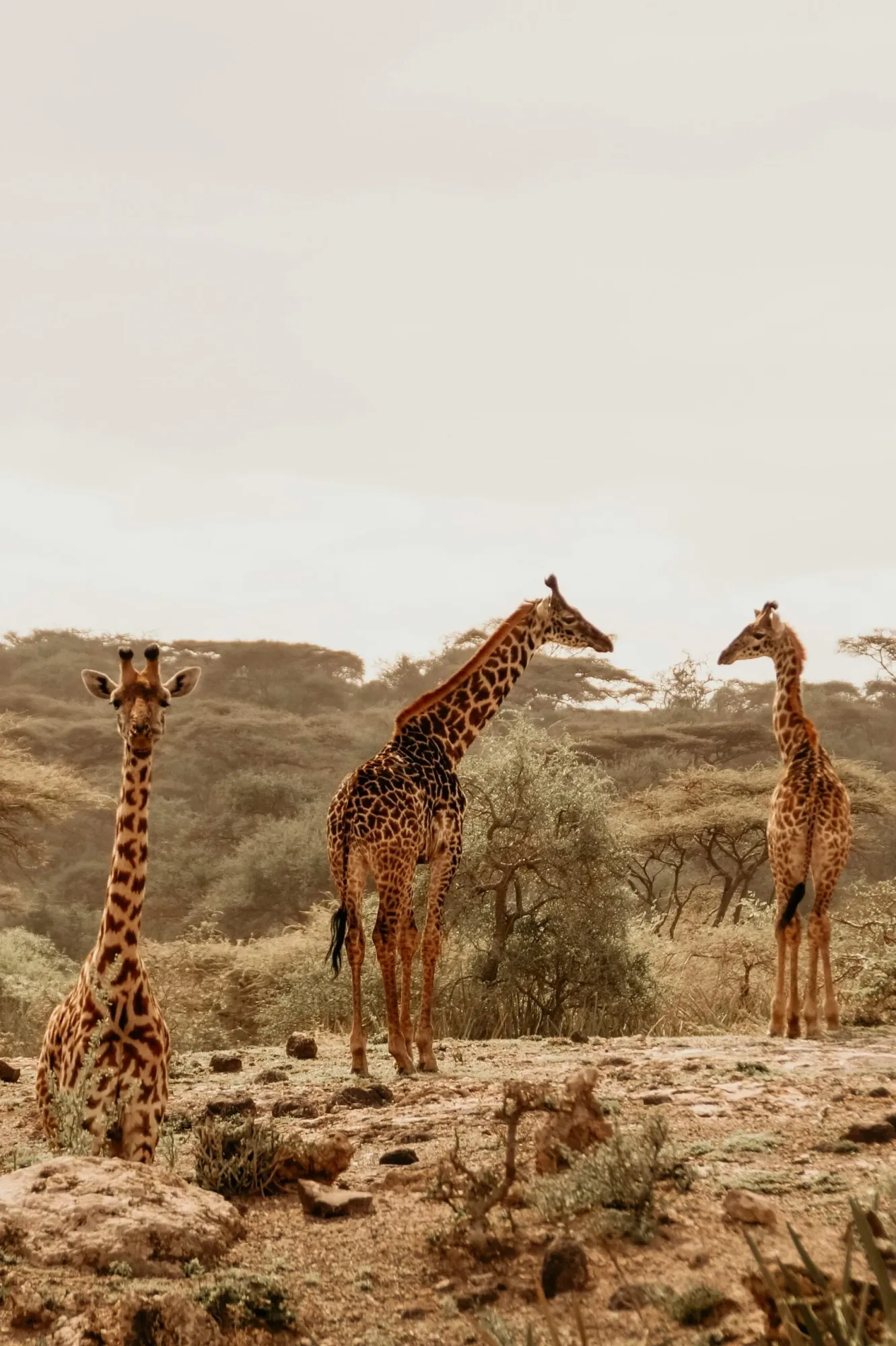 What is the cheapest month to go on safari in Africa?