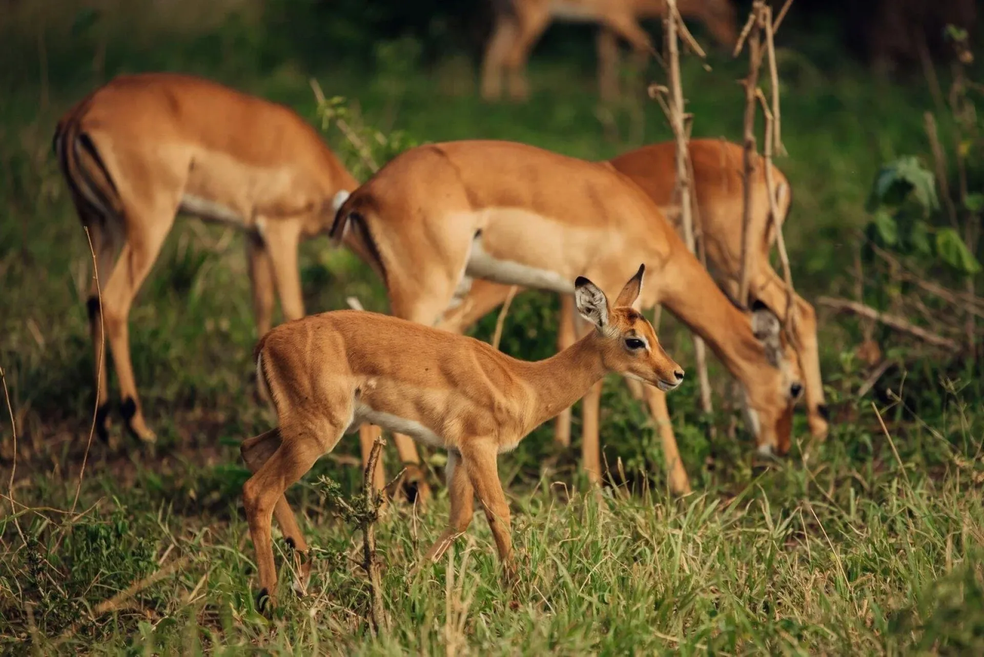 What is the cheapest month to go on safari in Africa?