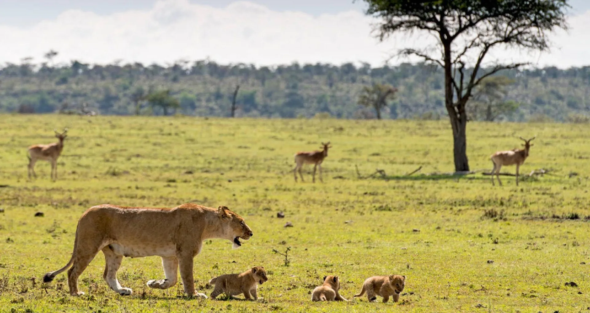 What is the difference between a national park and a private conservancy?