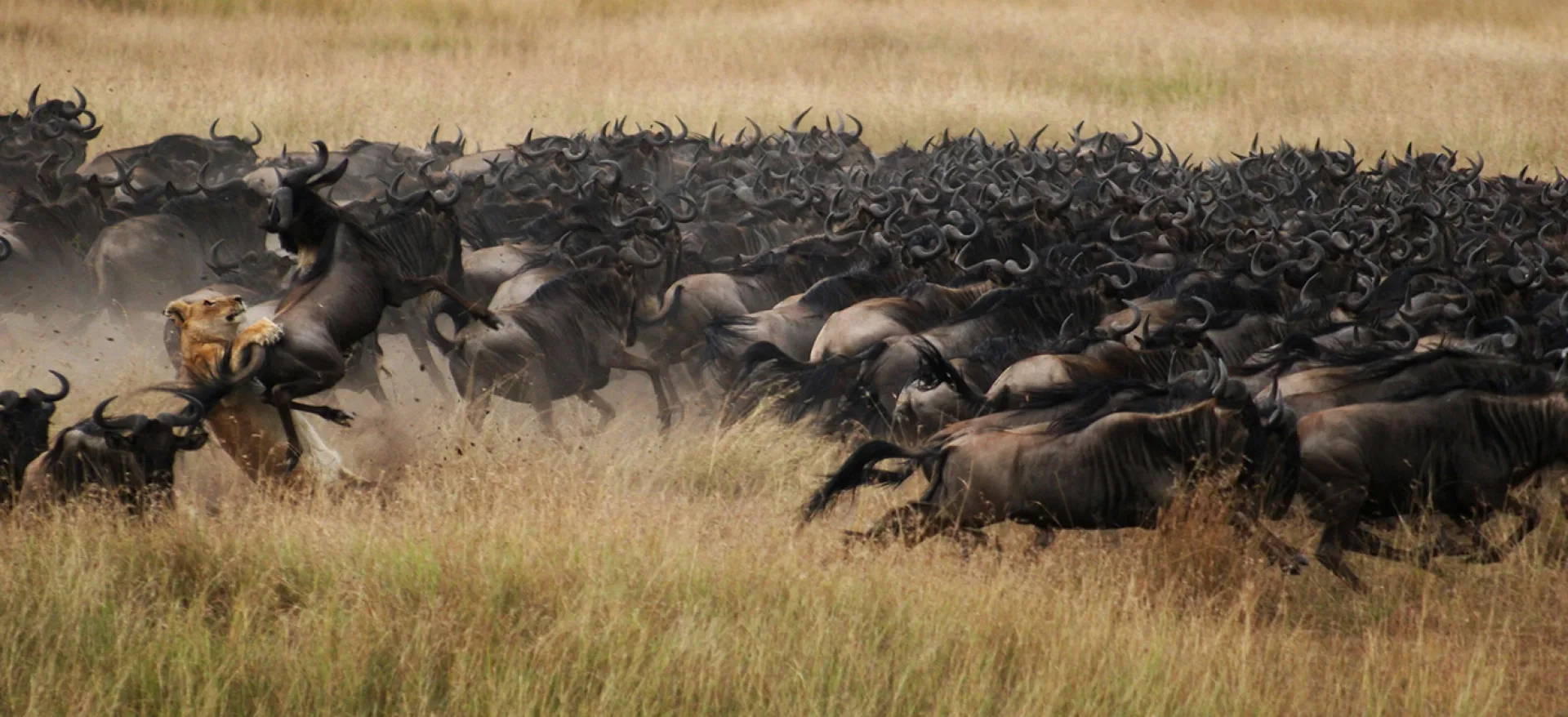 What plug types are used in African safari countries?