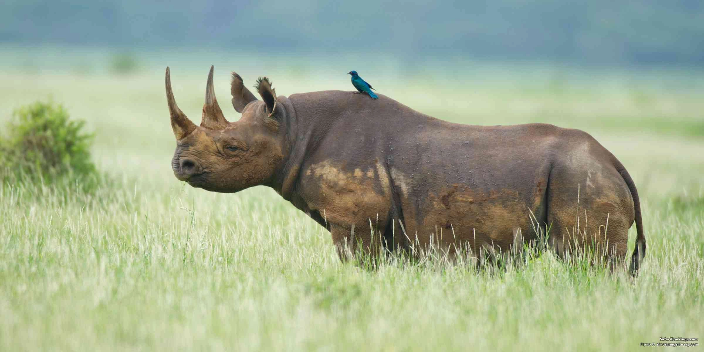 What should I know before going on an African safari?