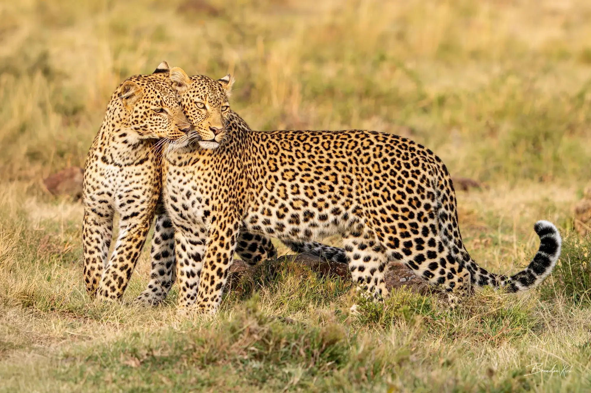 What should I look for when booking a African safari photography?