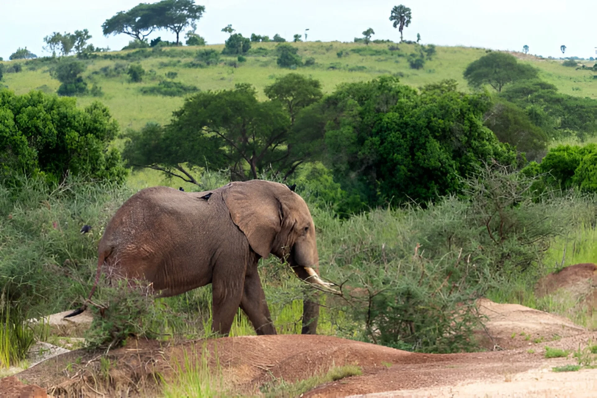 What should I look for when booking a budget African safari?