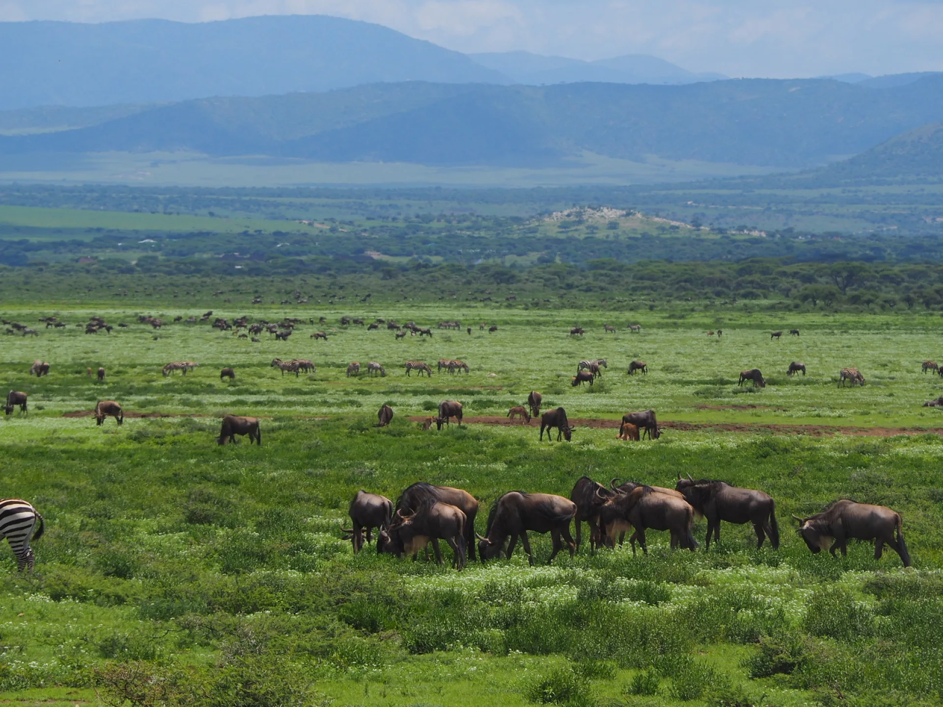 What should I look for when booking a first African safari?