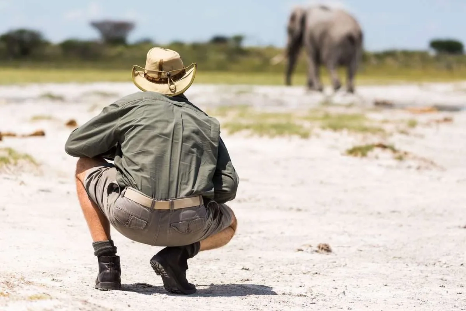 Wildlife on an African safari