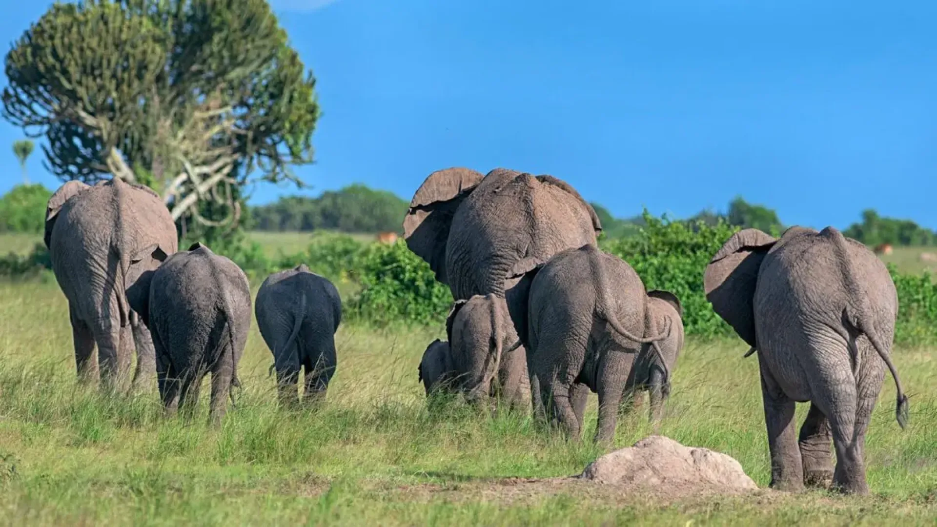 Where is the best place to see elephants in Africa?