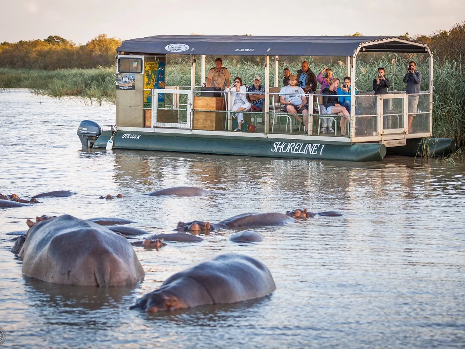 Hippo in Okavango Delta