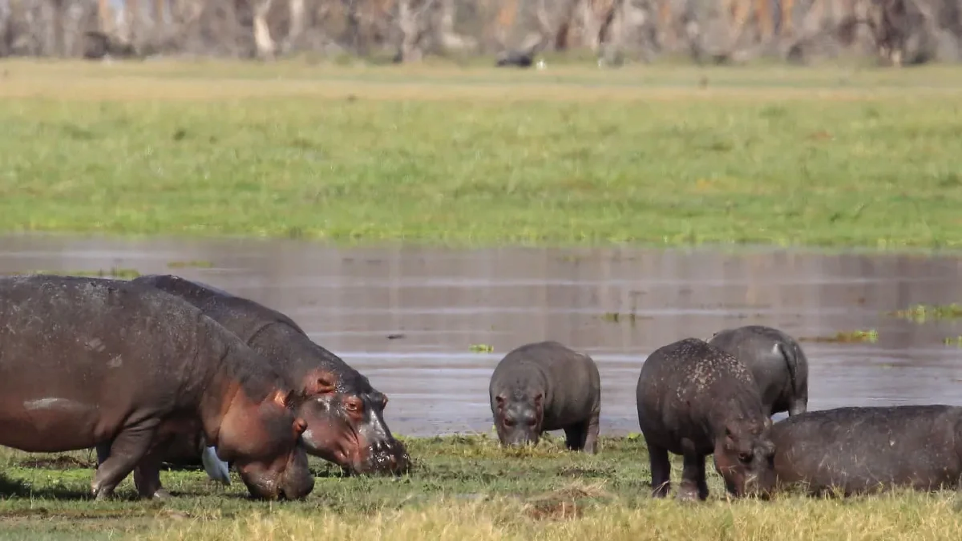 Where is the best place to see hippos in Africa?