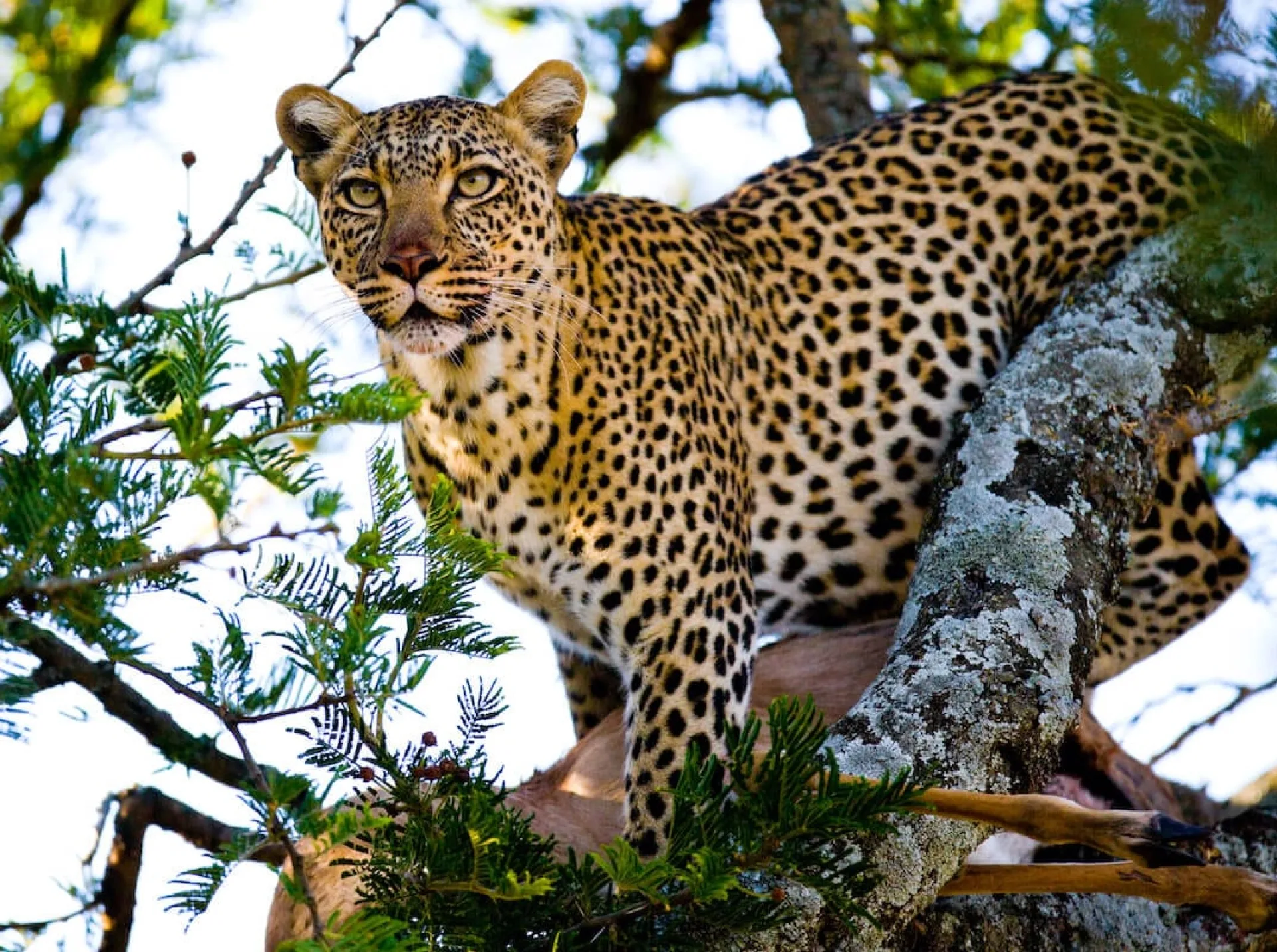 Where is the best place to see leopards in Africa?