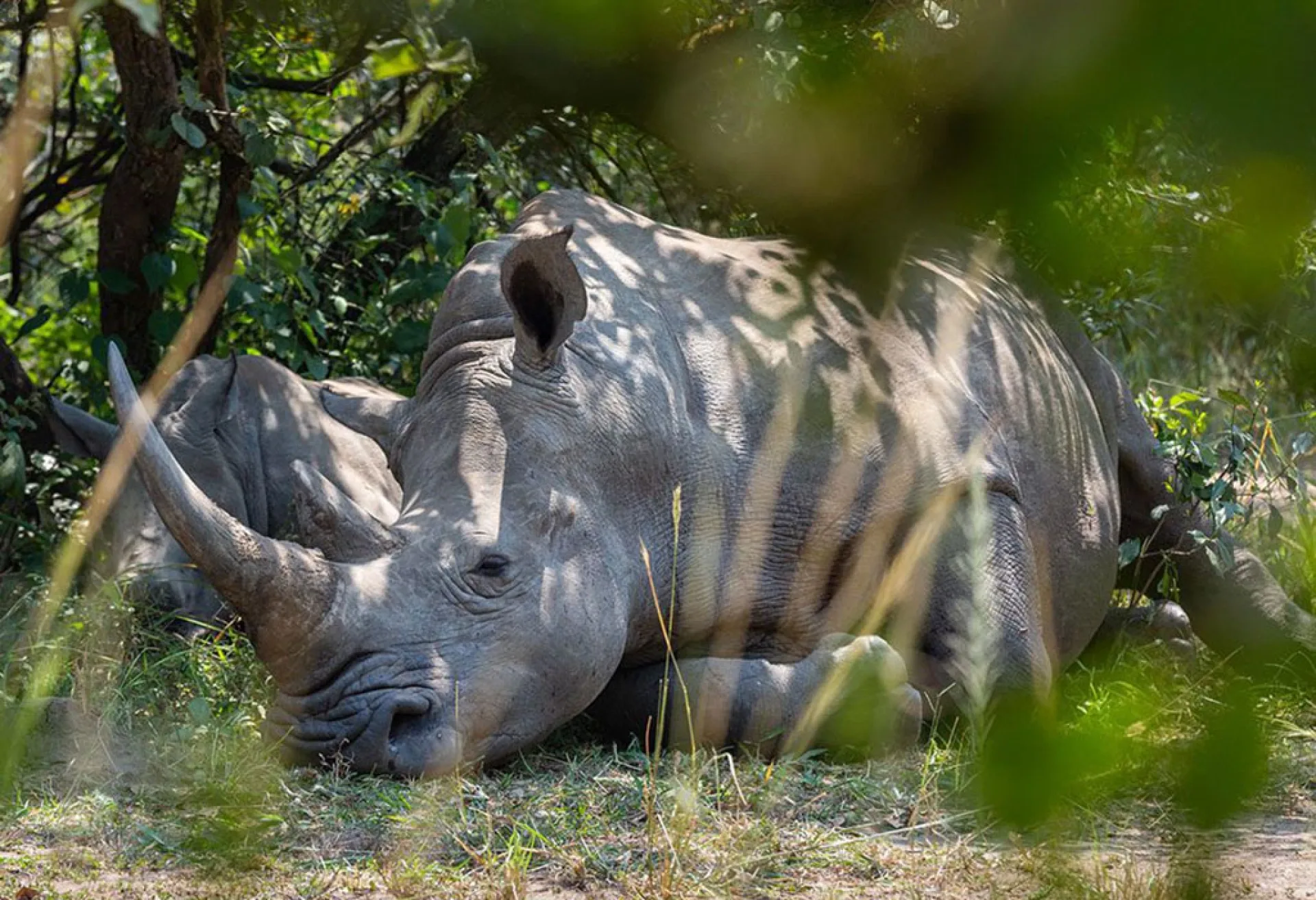 Where is the best place to see rhinos in Africa?