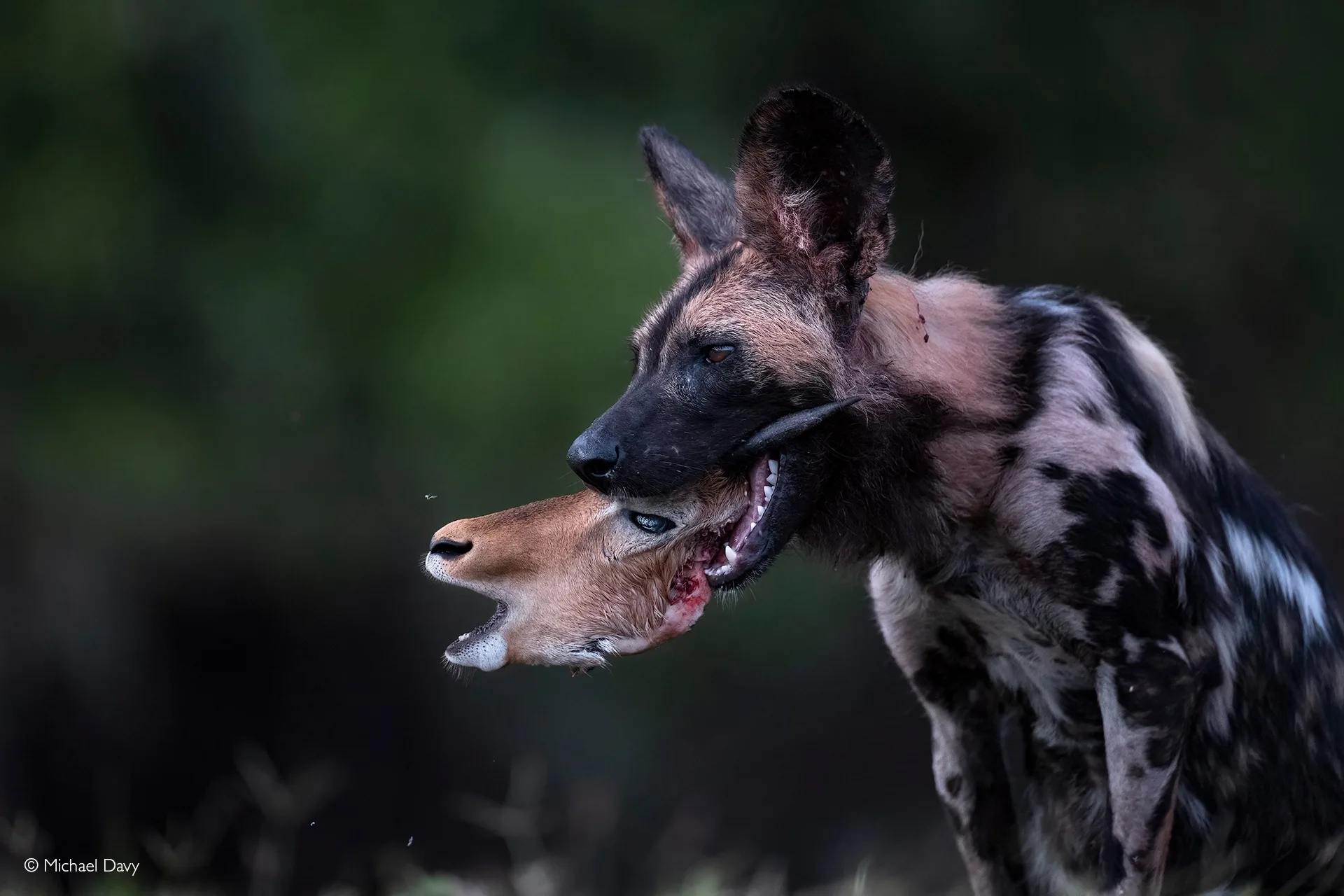 Where is the best place to see wild dogs in Africa?