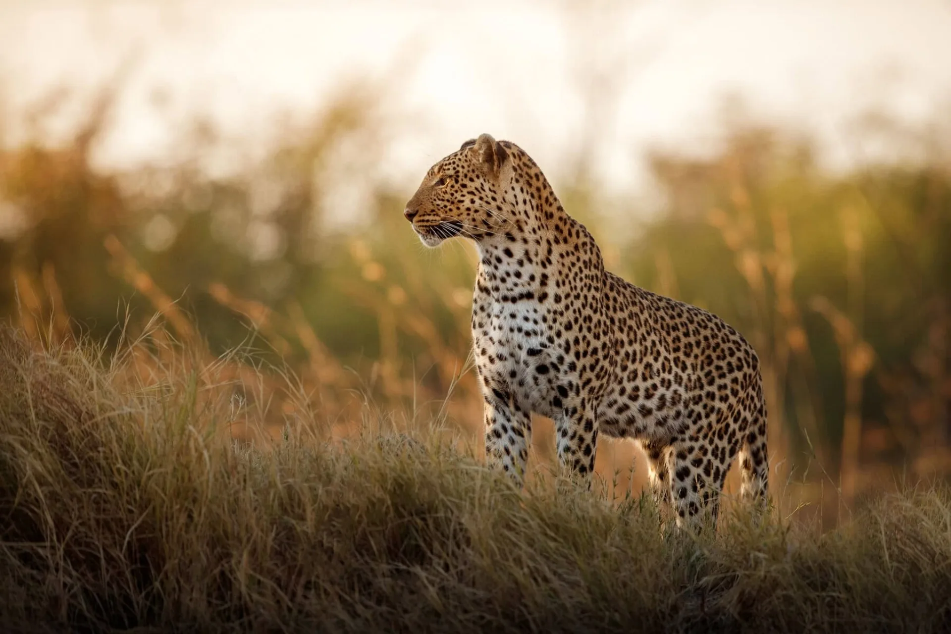 Which African safari offers the best value for money?
