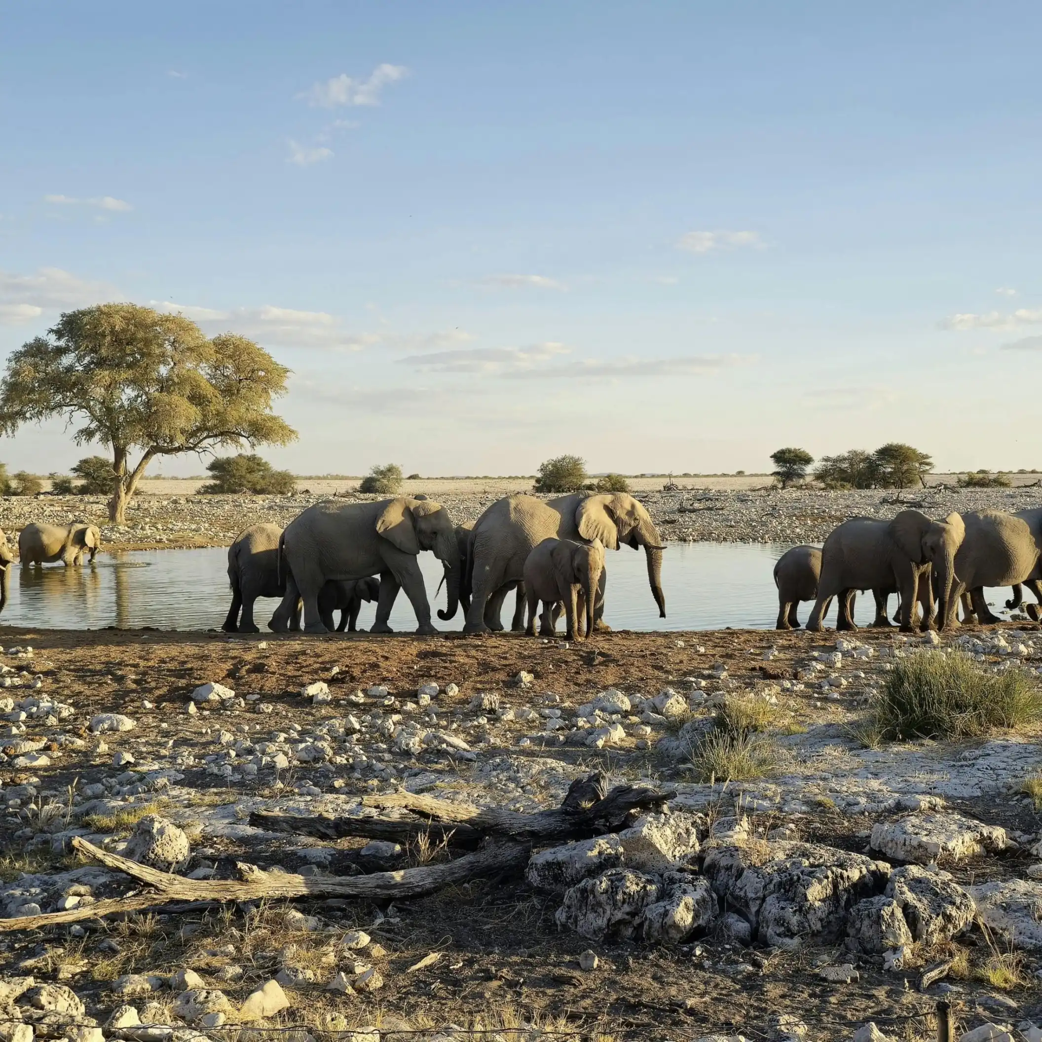 Which is better for safari: East Africa or Southern Africa?