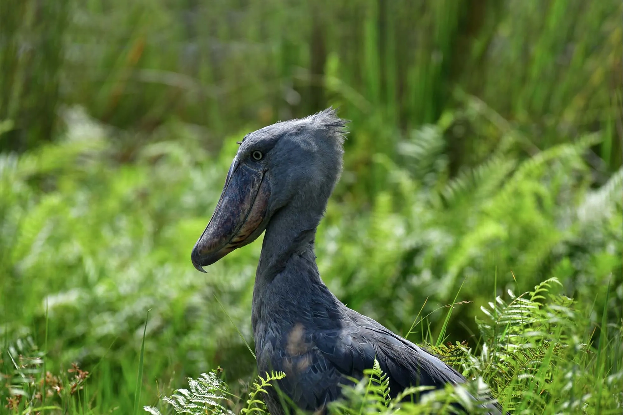 Which safari countries are best for birdwatching?