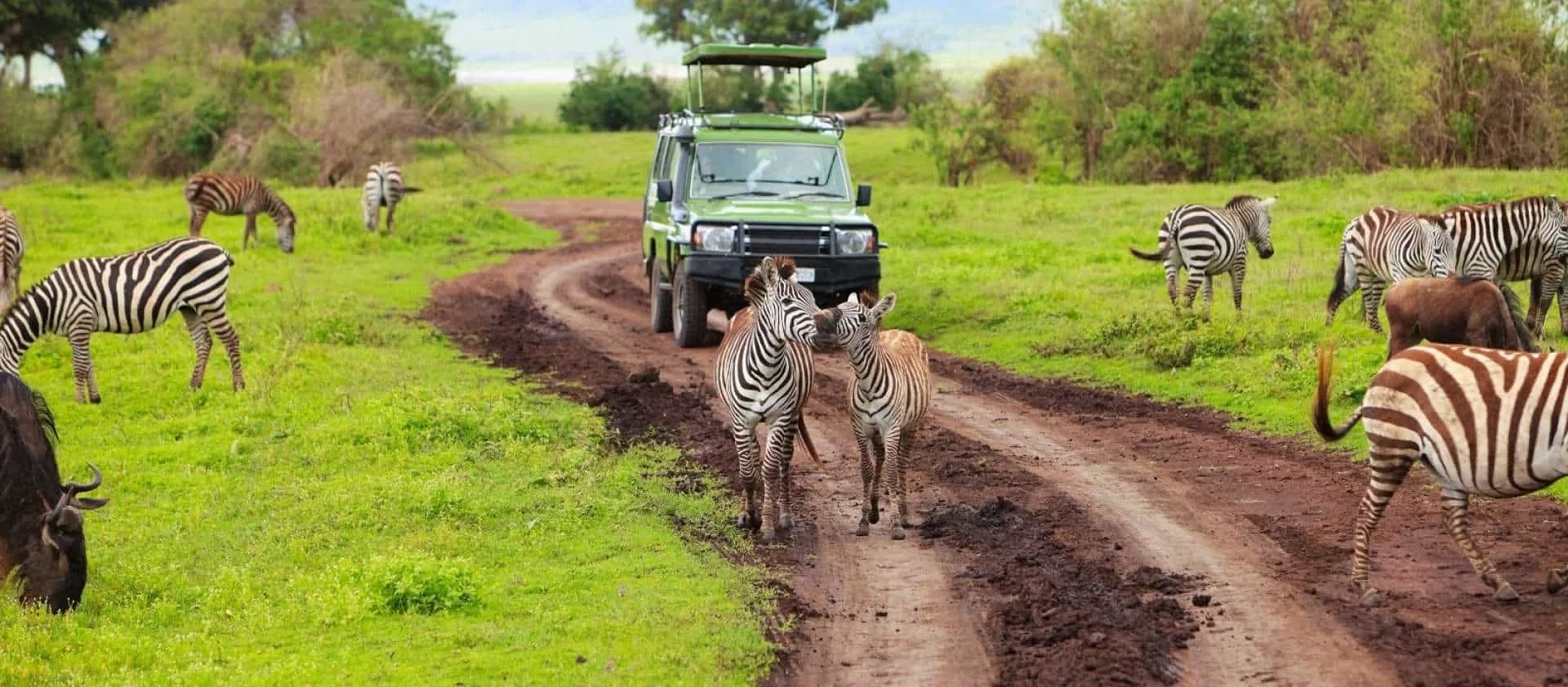 Why do safari game drives start so early?