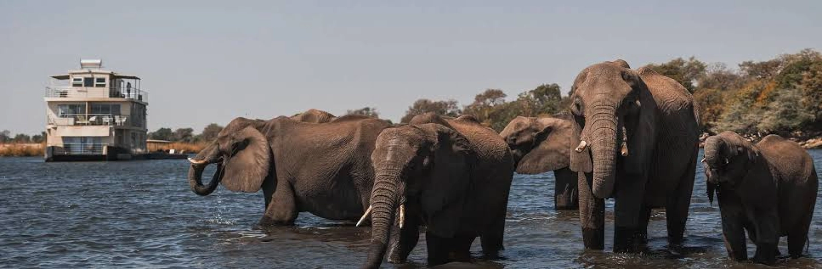 Wildebeest migration in Kenya