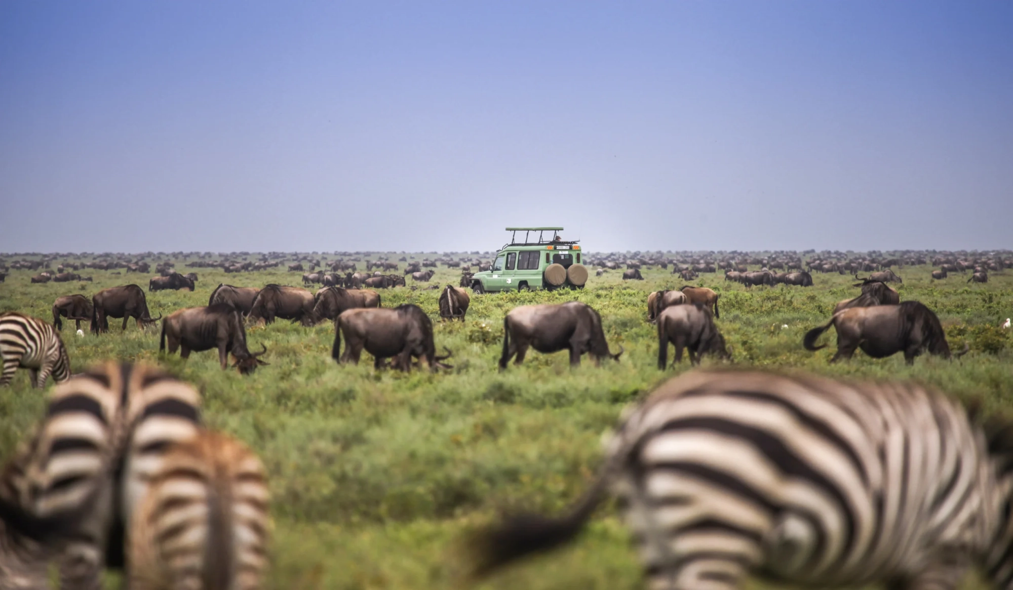Wildebeest migration in Serengeti