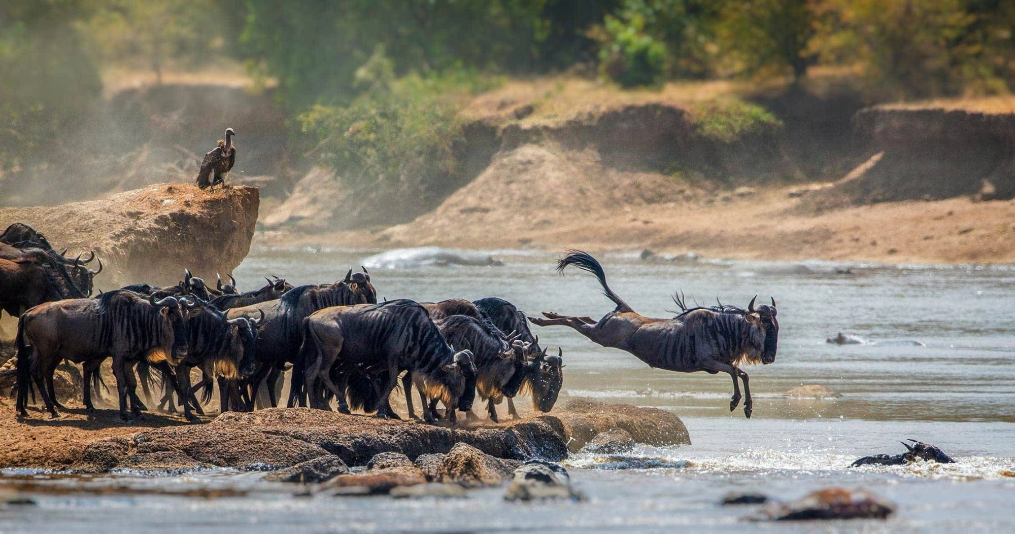 Wildebeest migration in Serengeti