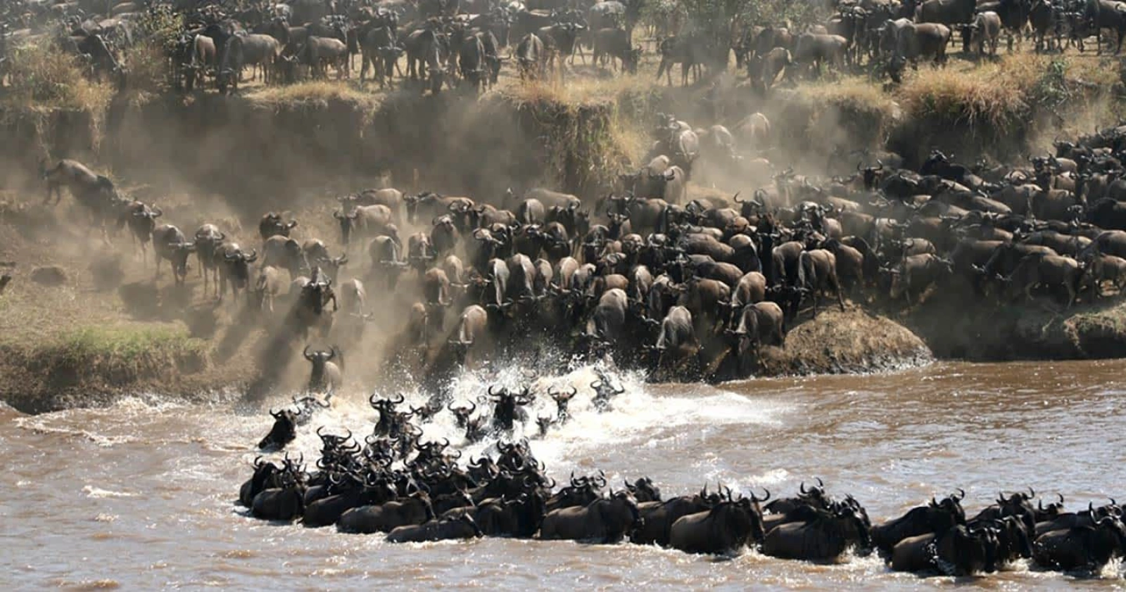 Wildebeest migration in Serengeti