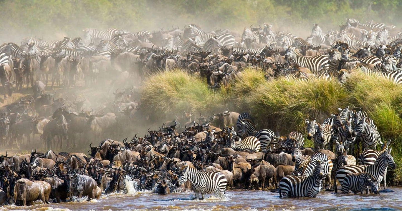 Wildebeest migration in Tanzania