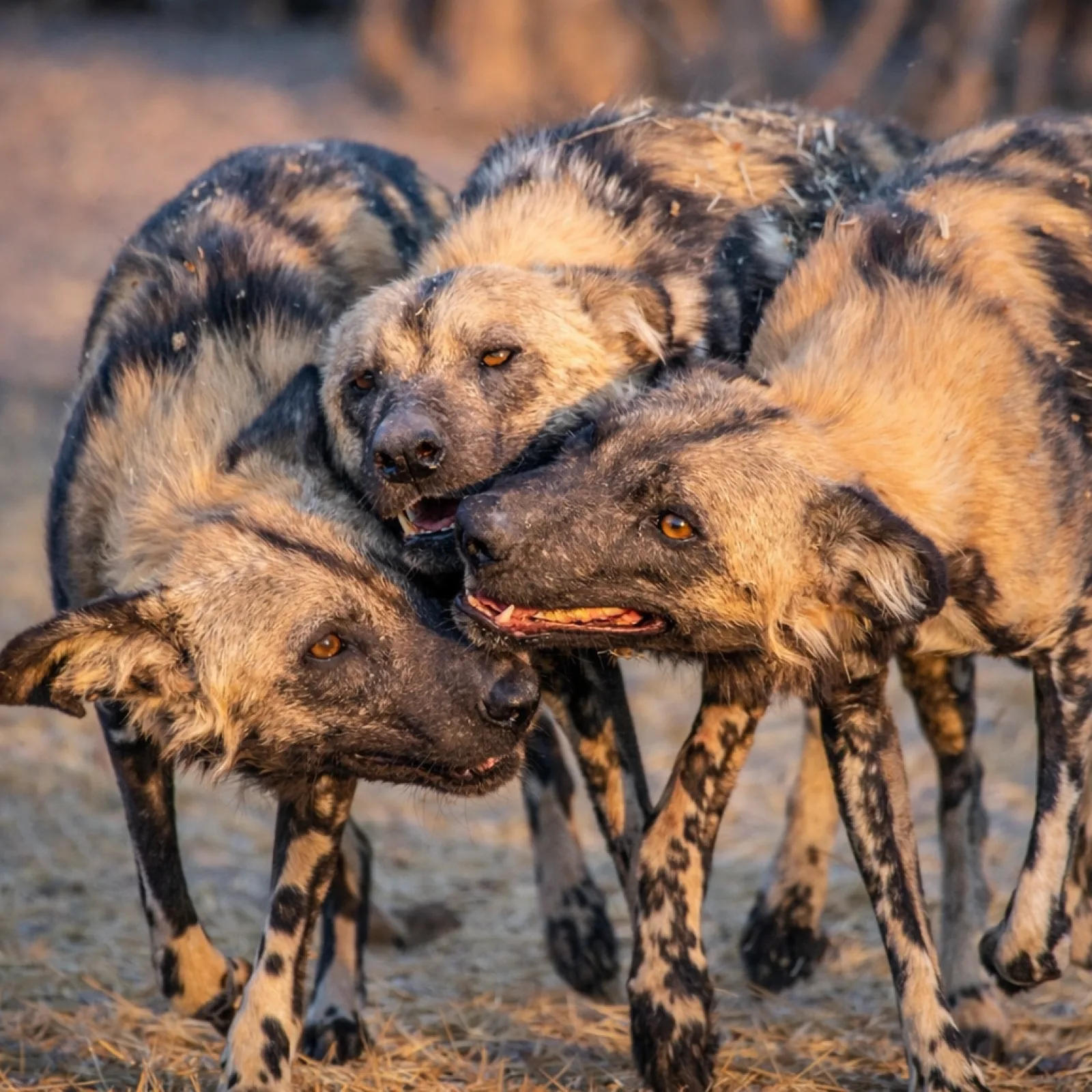Wildlife in Botswana