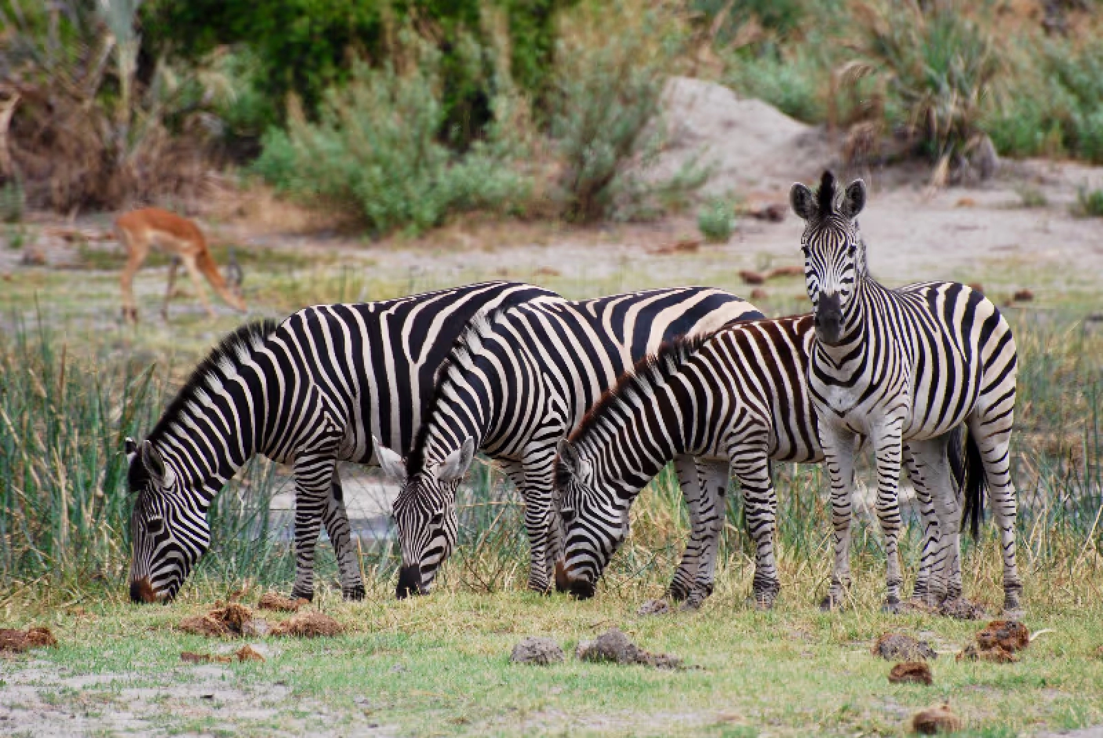 Wildlife in Chobe