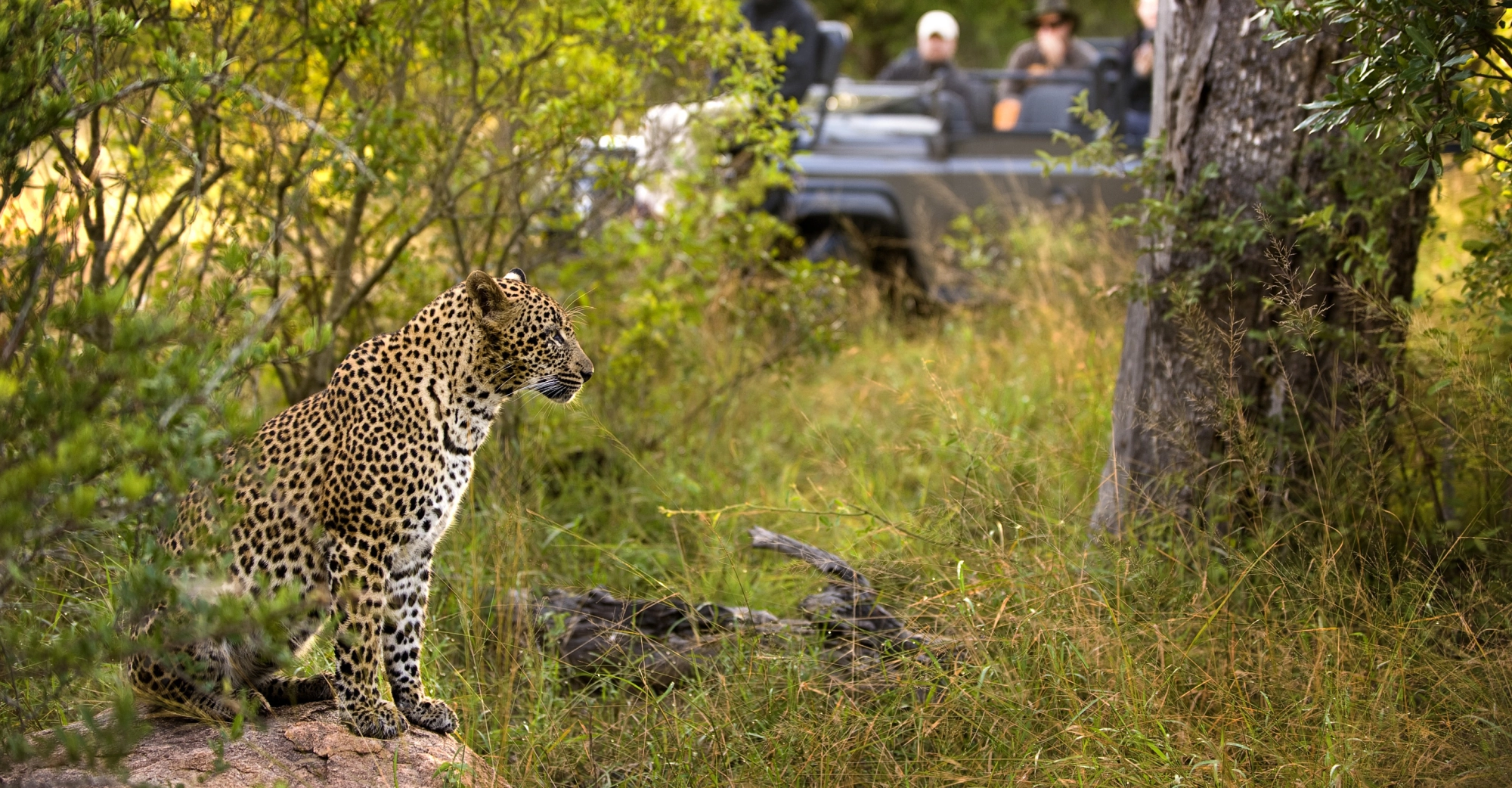 Wildlife in Chobe