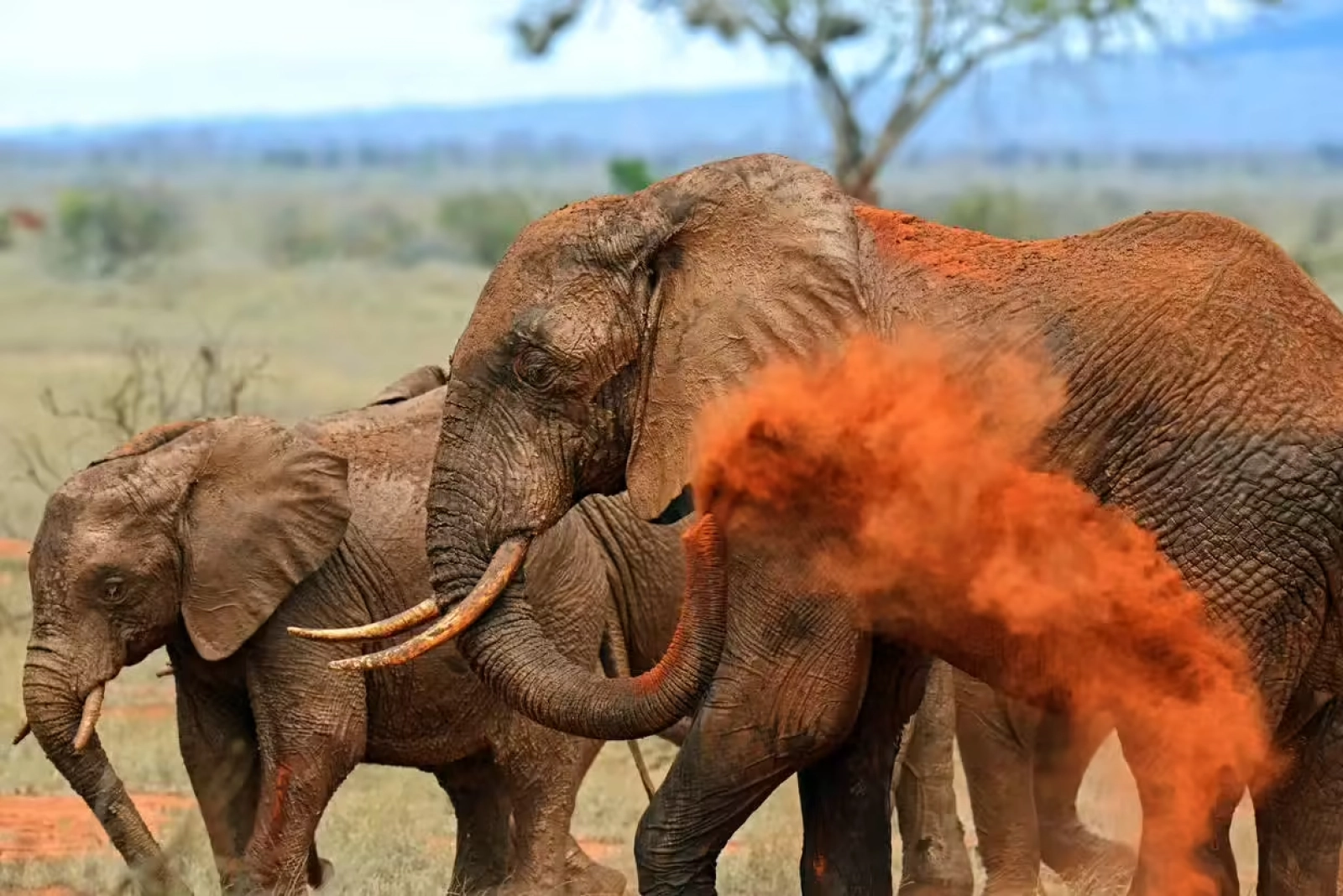 Wildlife in Kenya