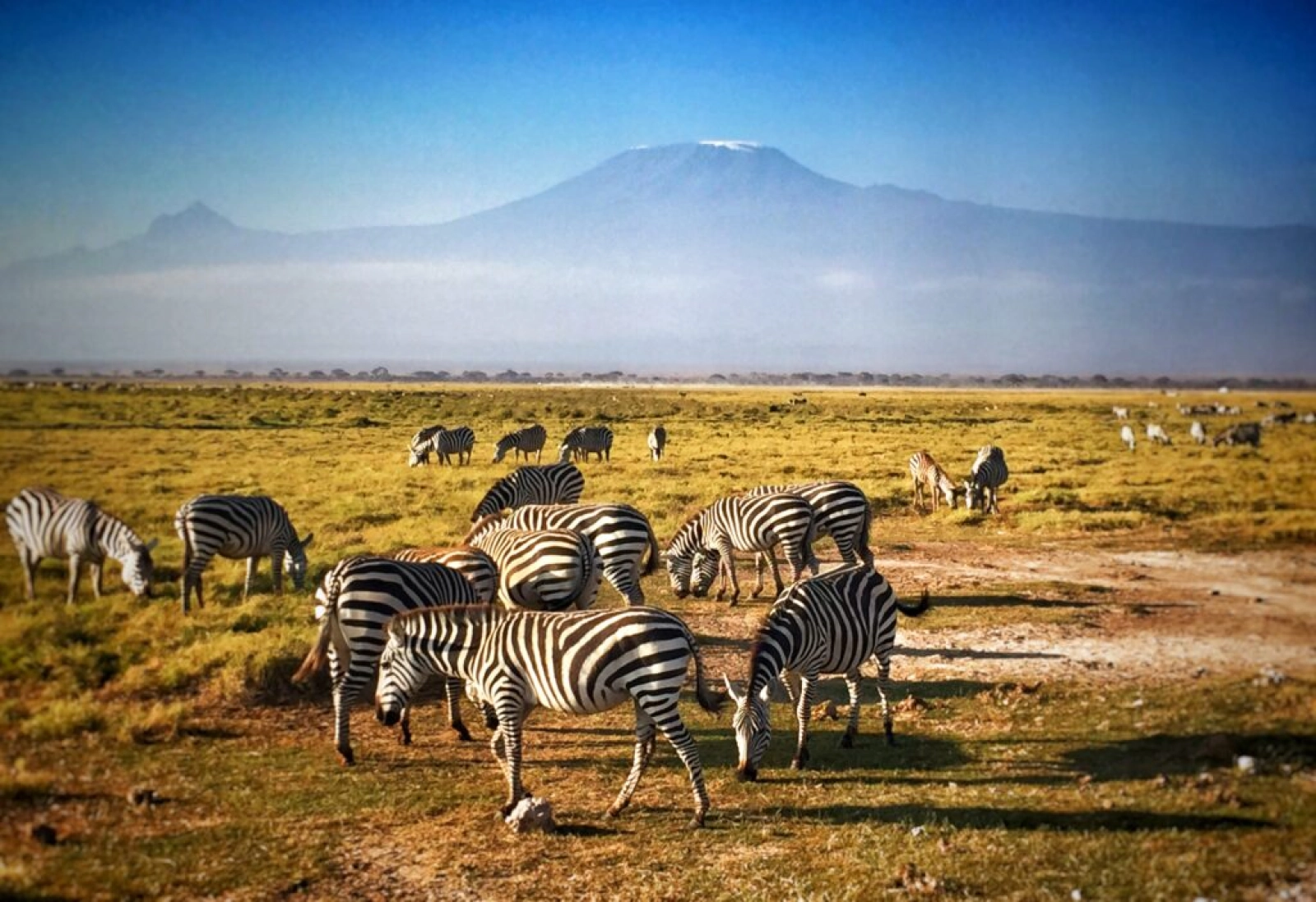Wildlife in Kenya