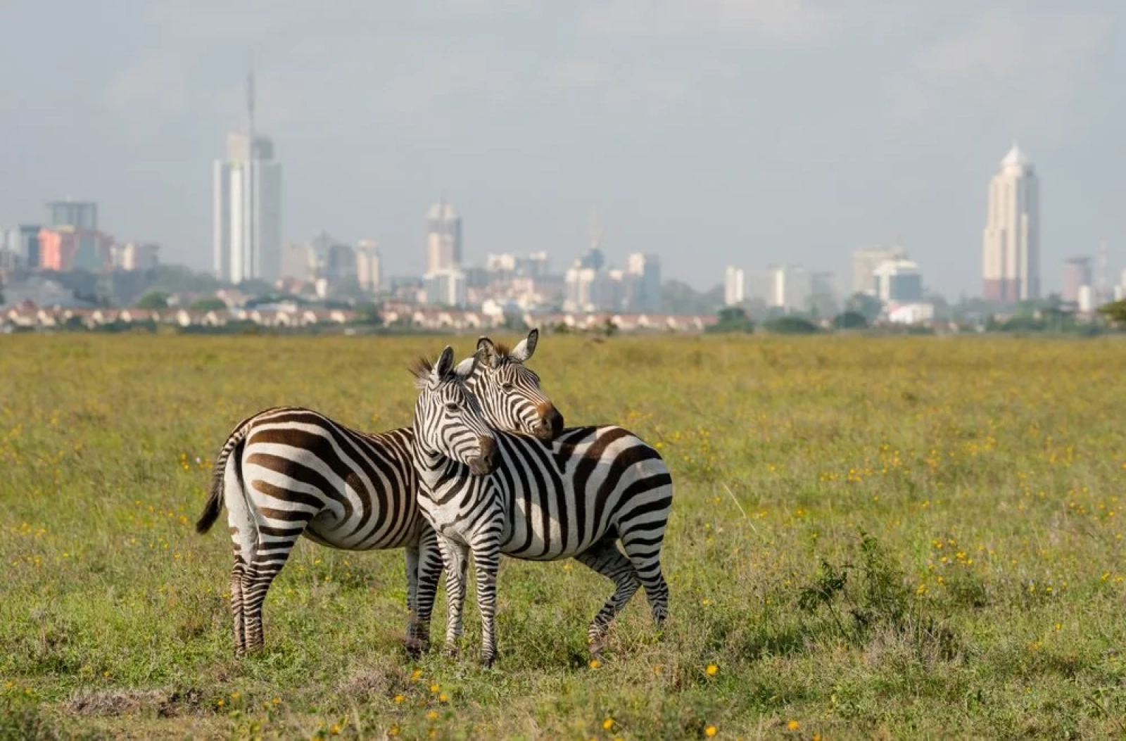 Wildlife in Kenya
