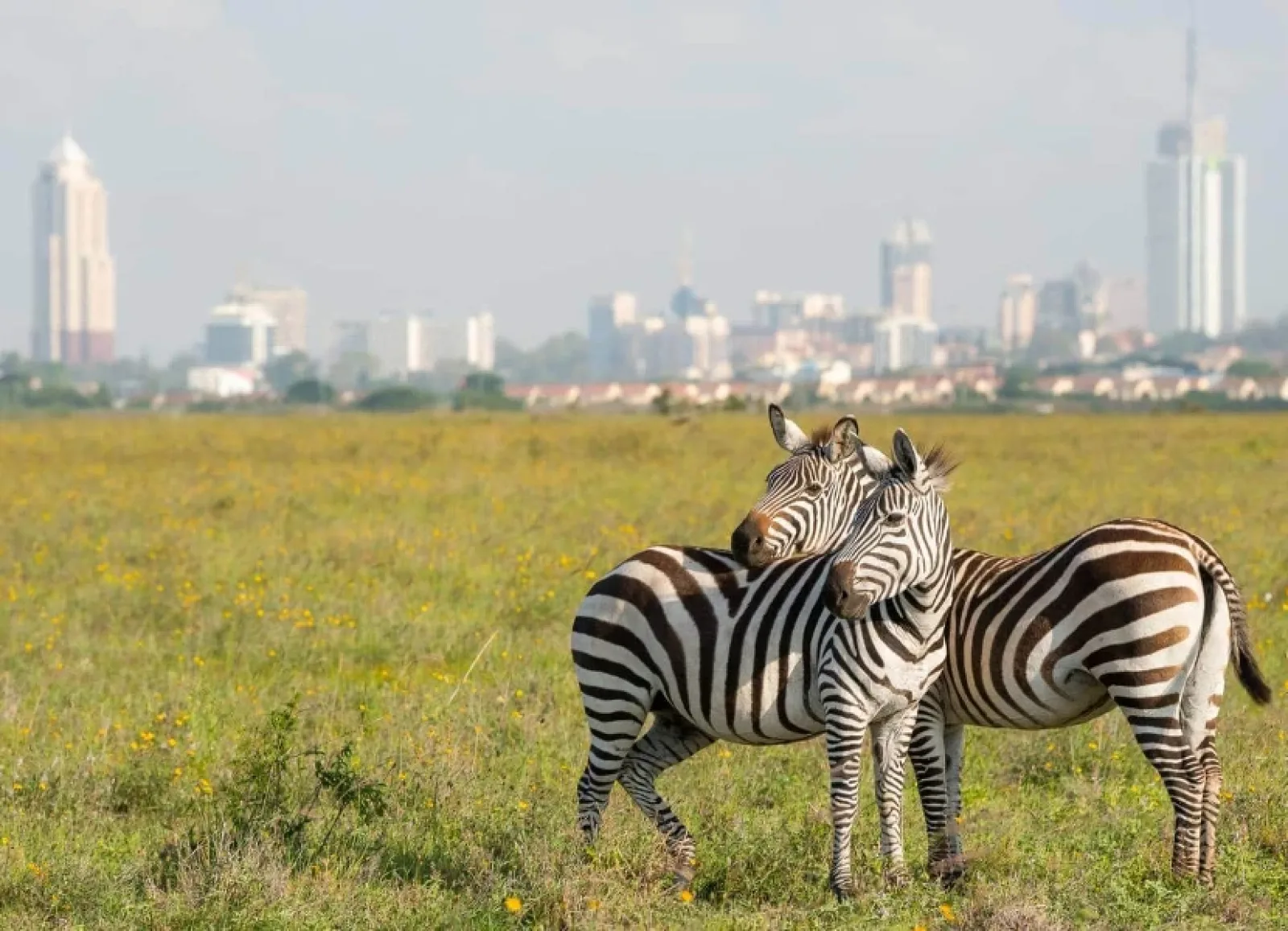 Wildlife in Kenya