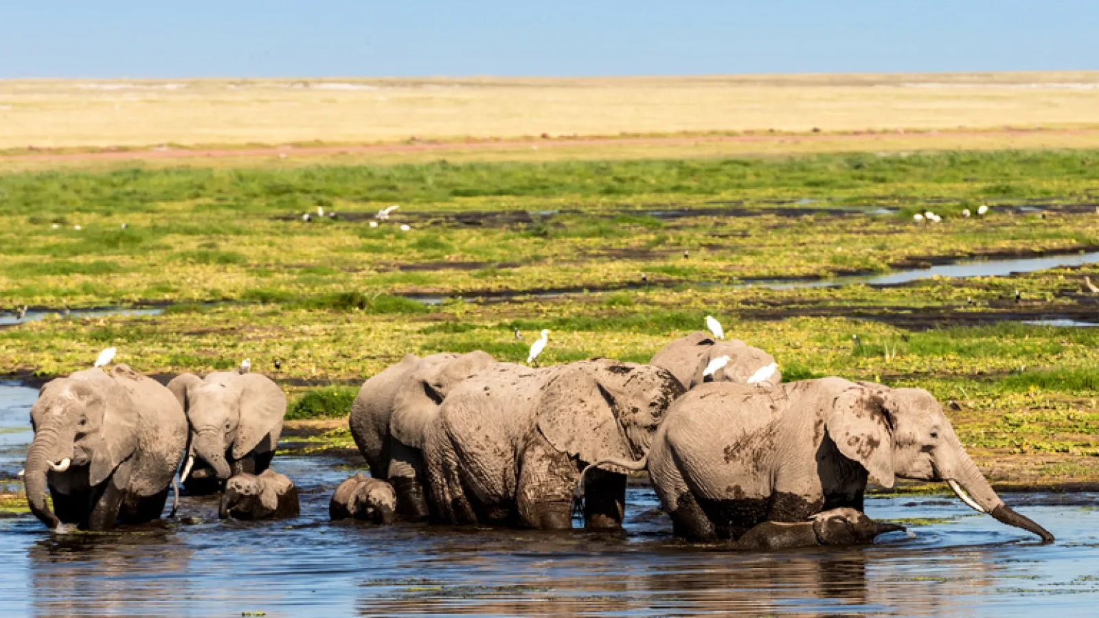 Wildlife in Kenya