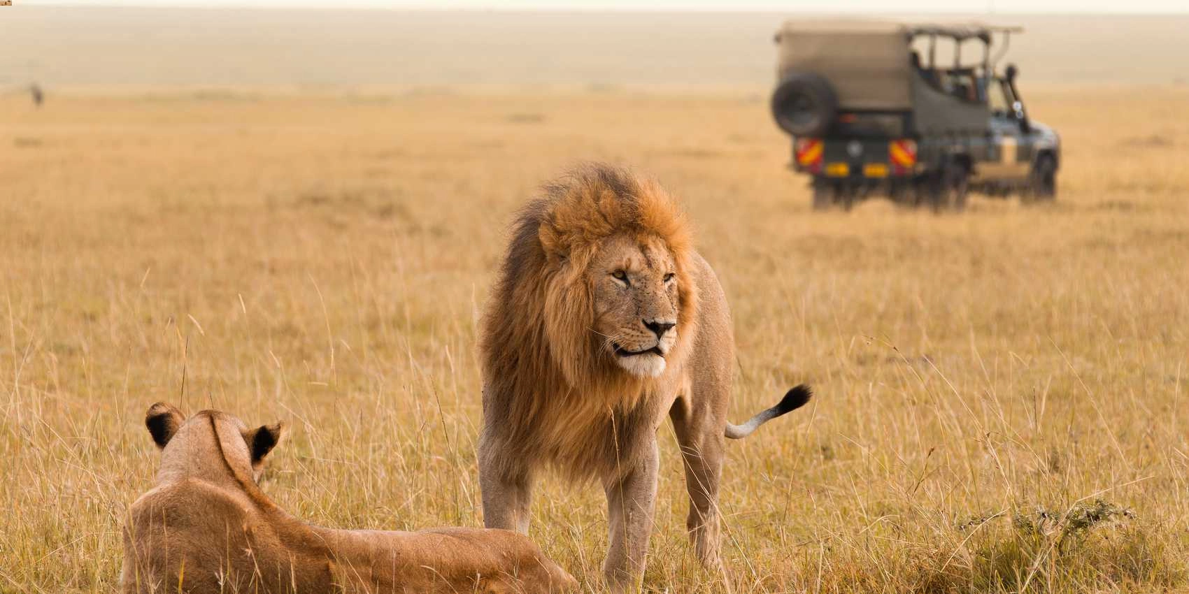 Wildlife in Masai Mara
