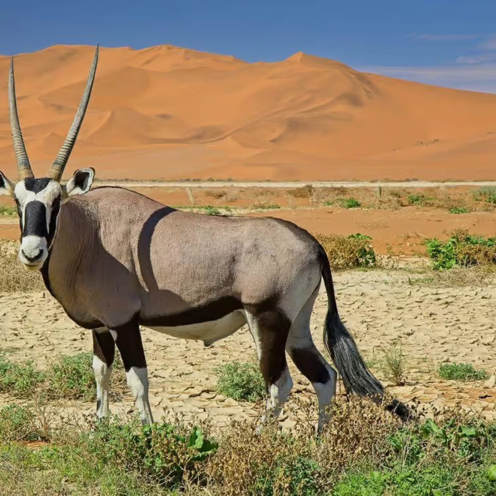 Wildlife in Namibia
