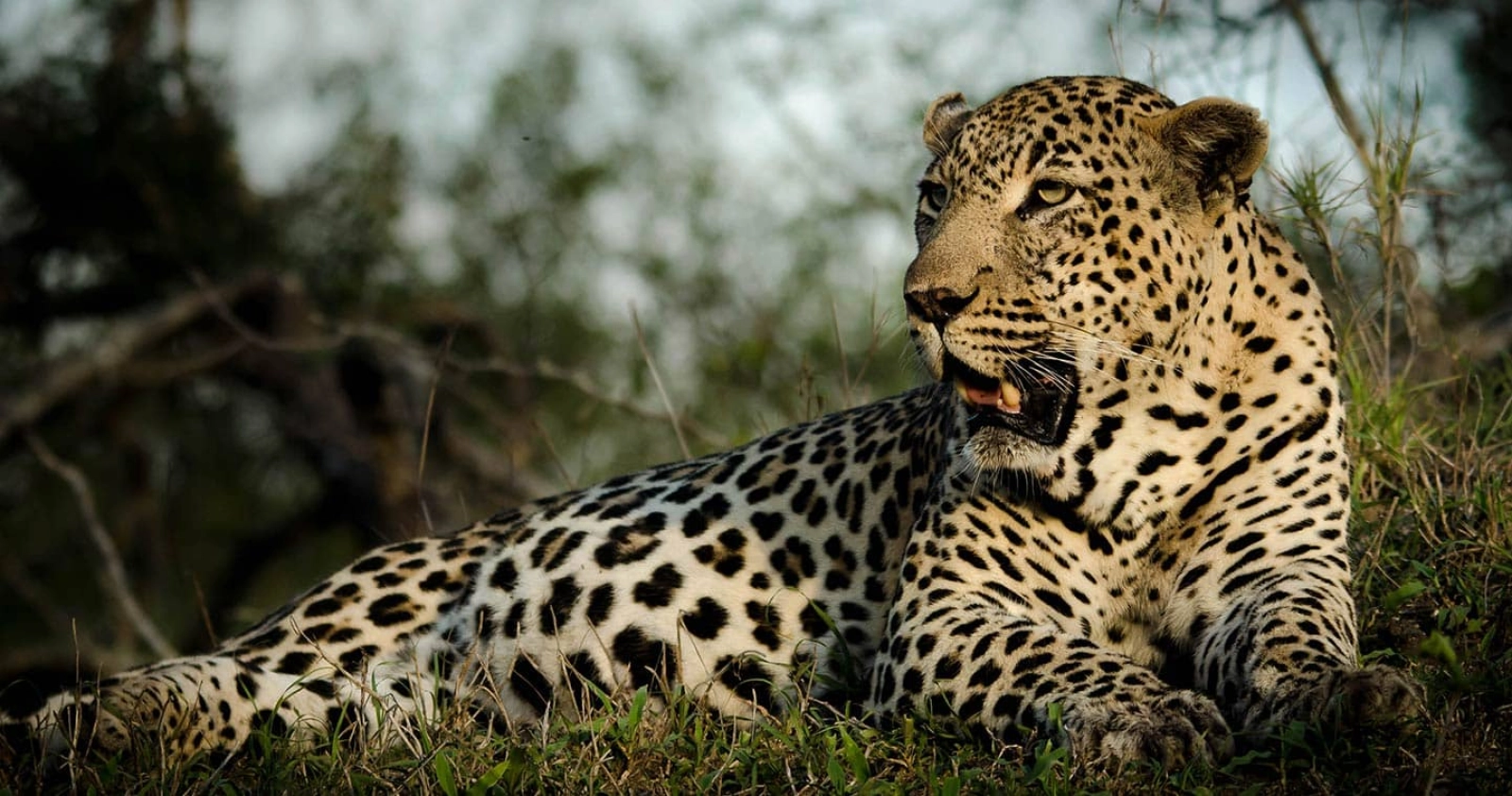 Wildlife in Okavango Delta