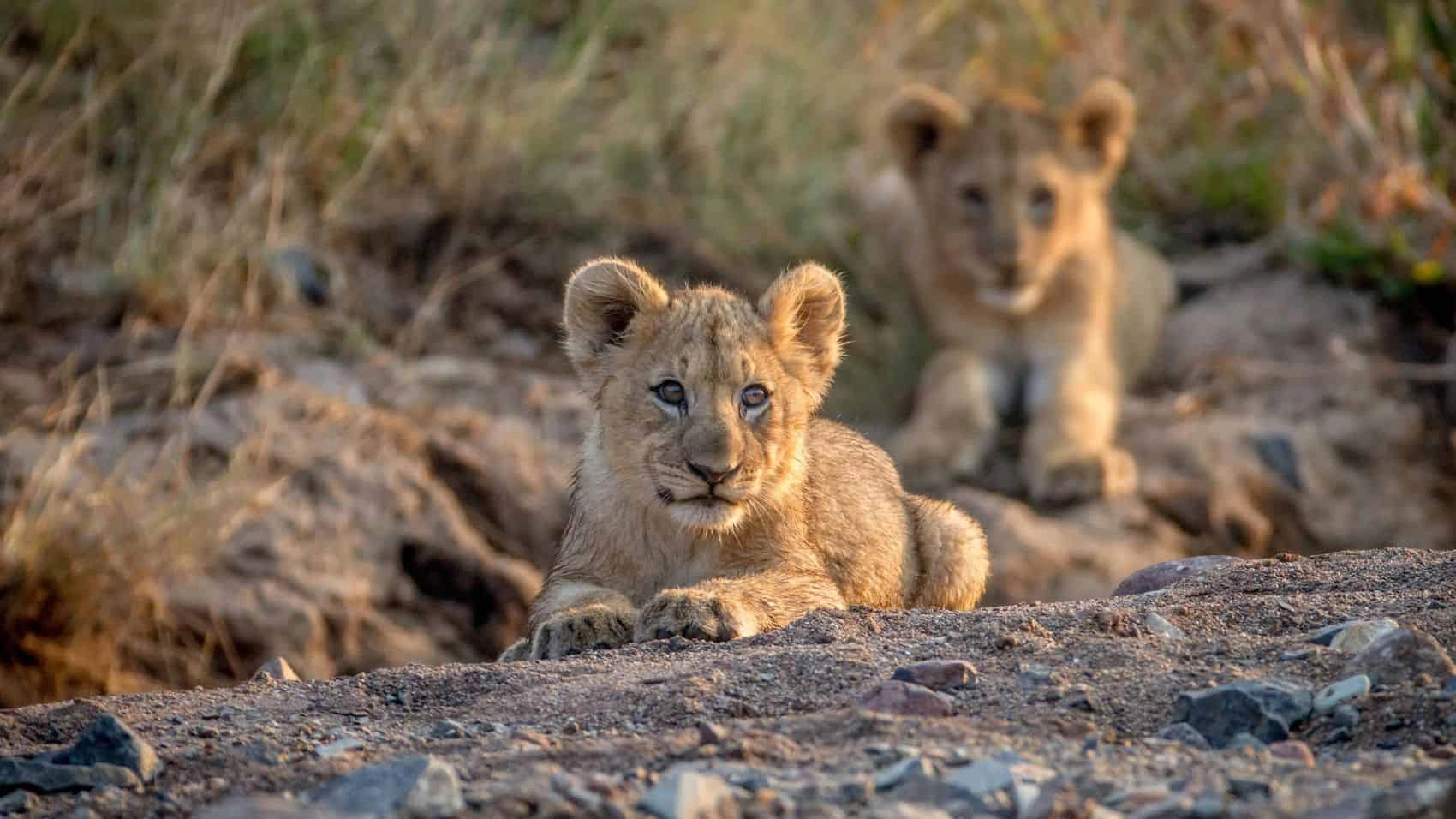 Wildlife in Pilanesberg National Park
