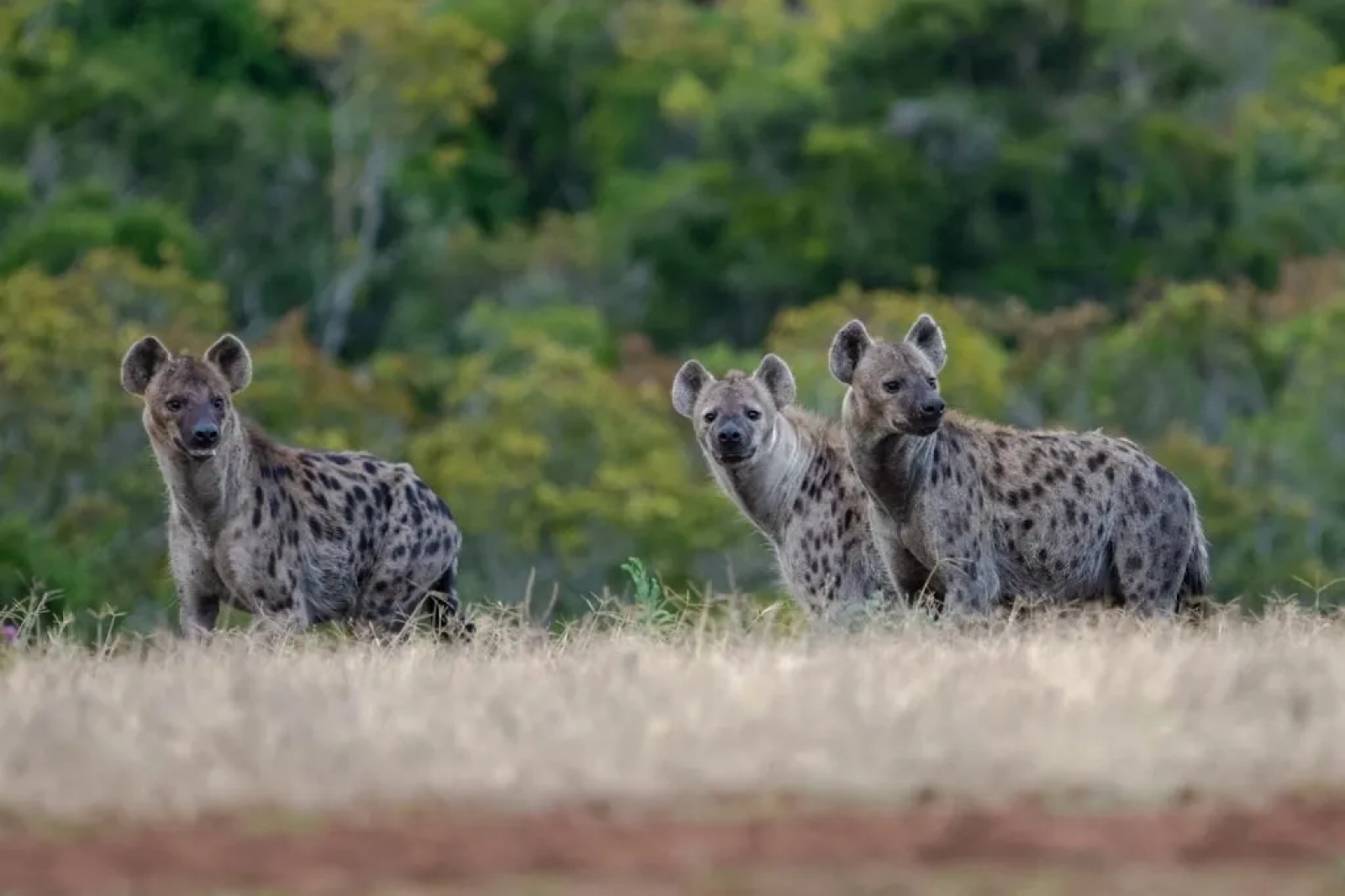Wildlife in Serengeti