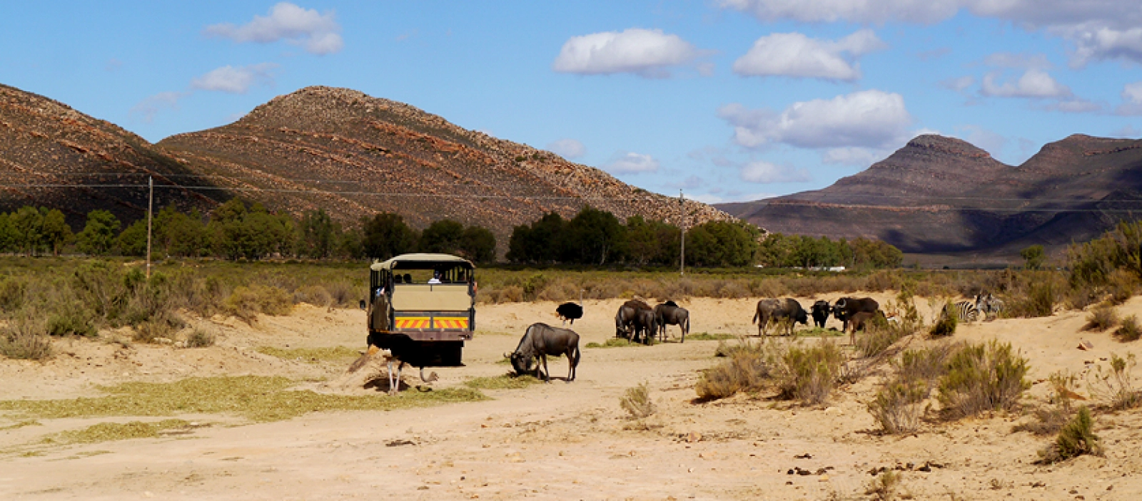 Wildlife in Serengeti