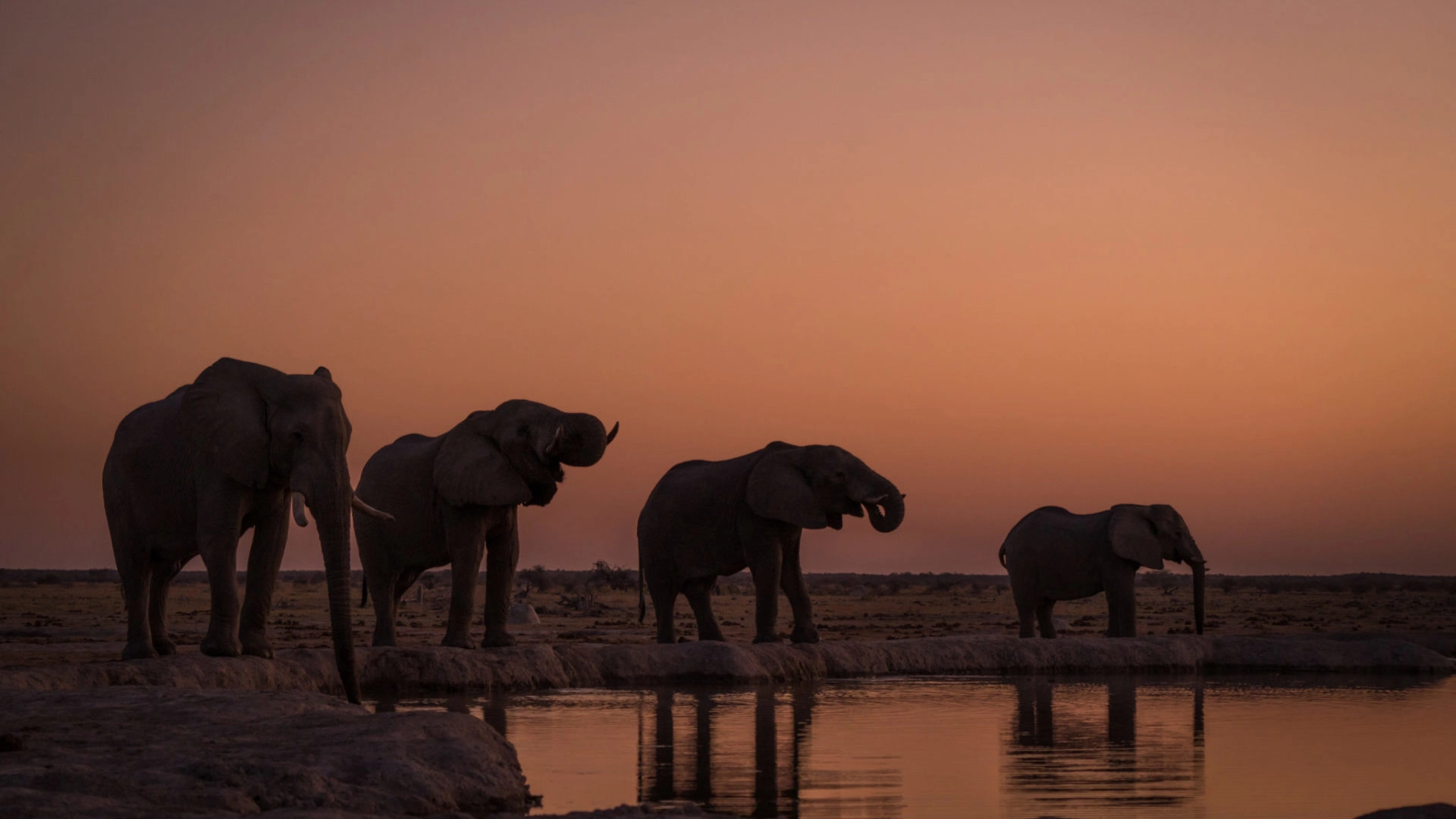 Wildlife in Serengeti