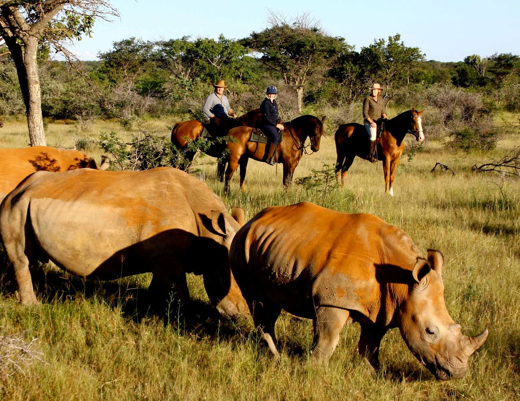 Wildlife in South Africa