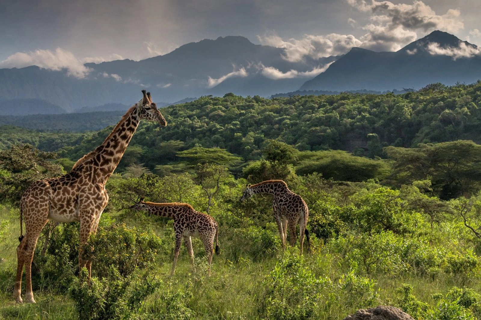 Wildlife in Tanzania