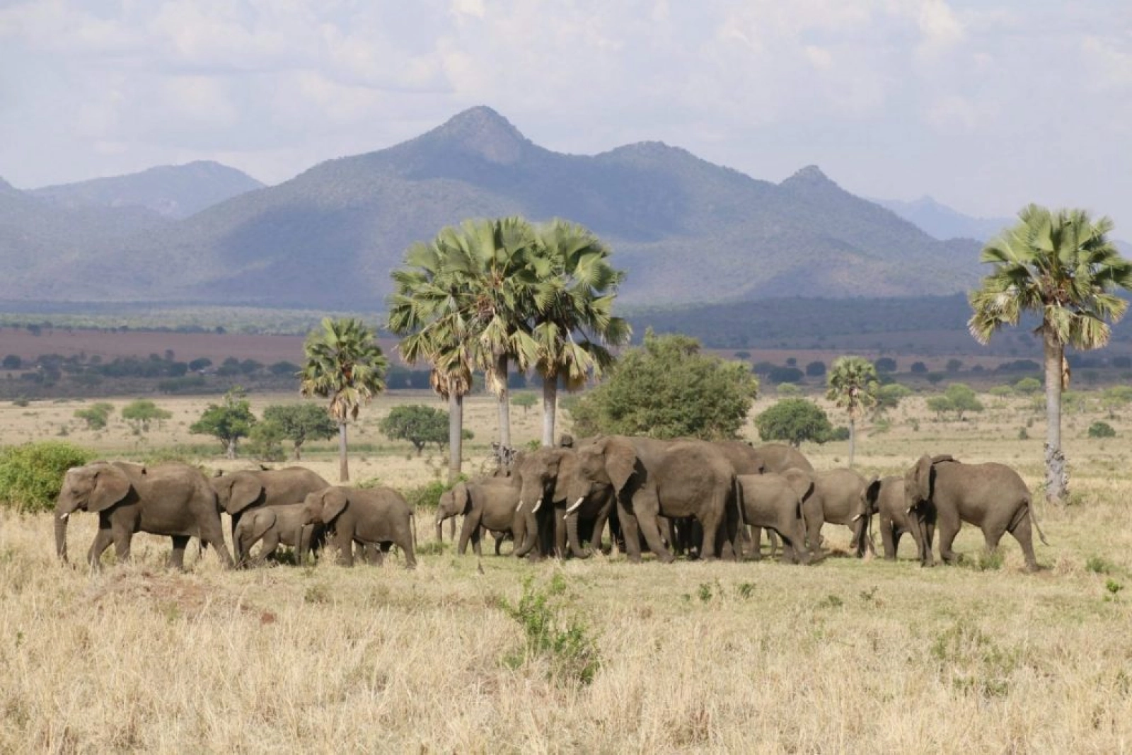 Wildlife in Uganda