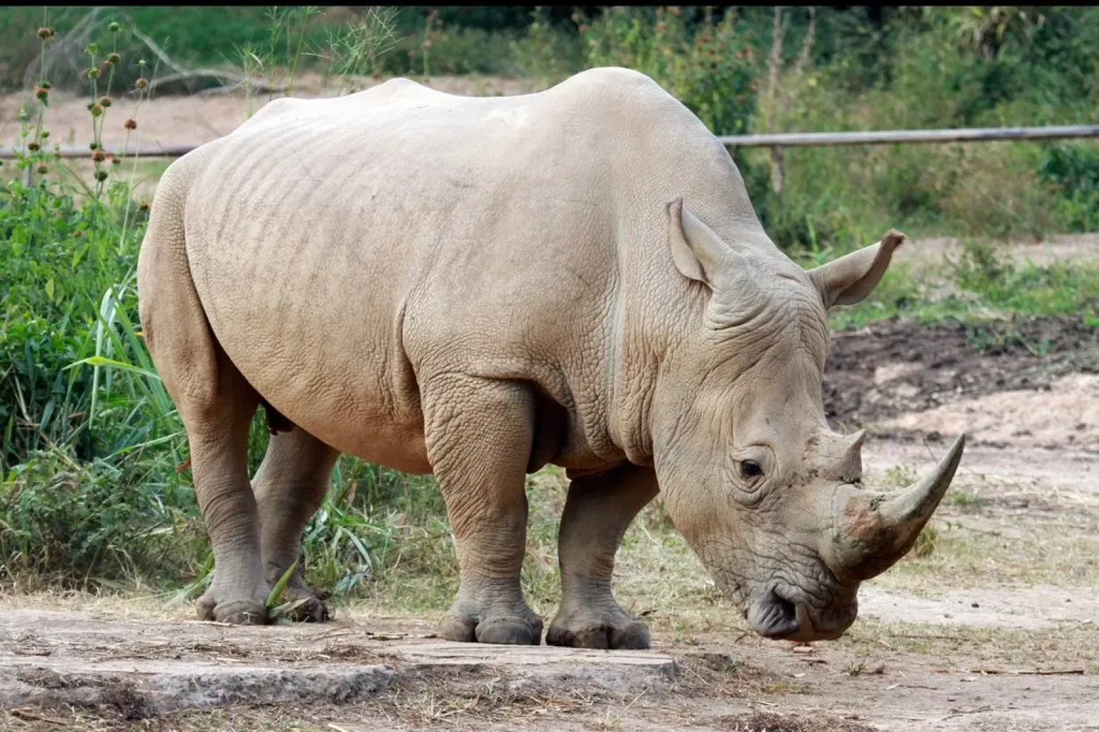 Wildlife in Uganda